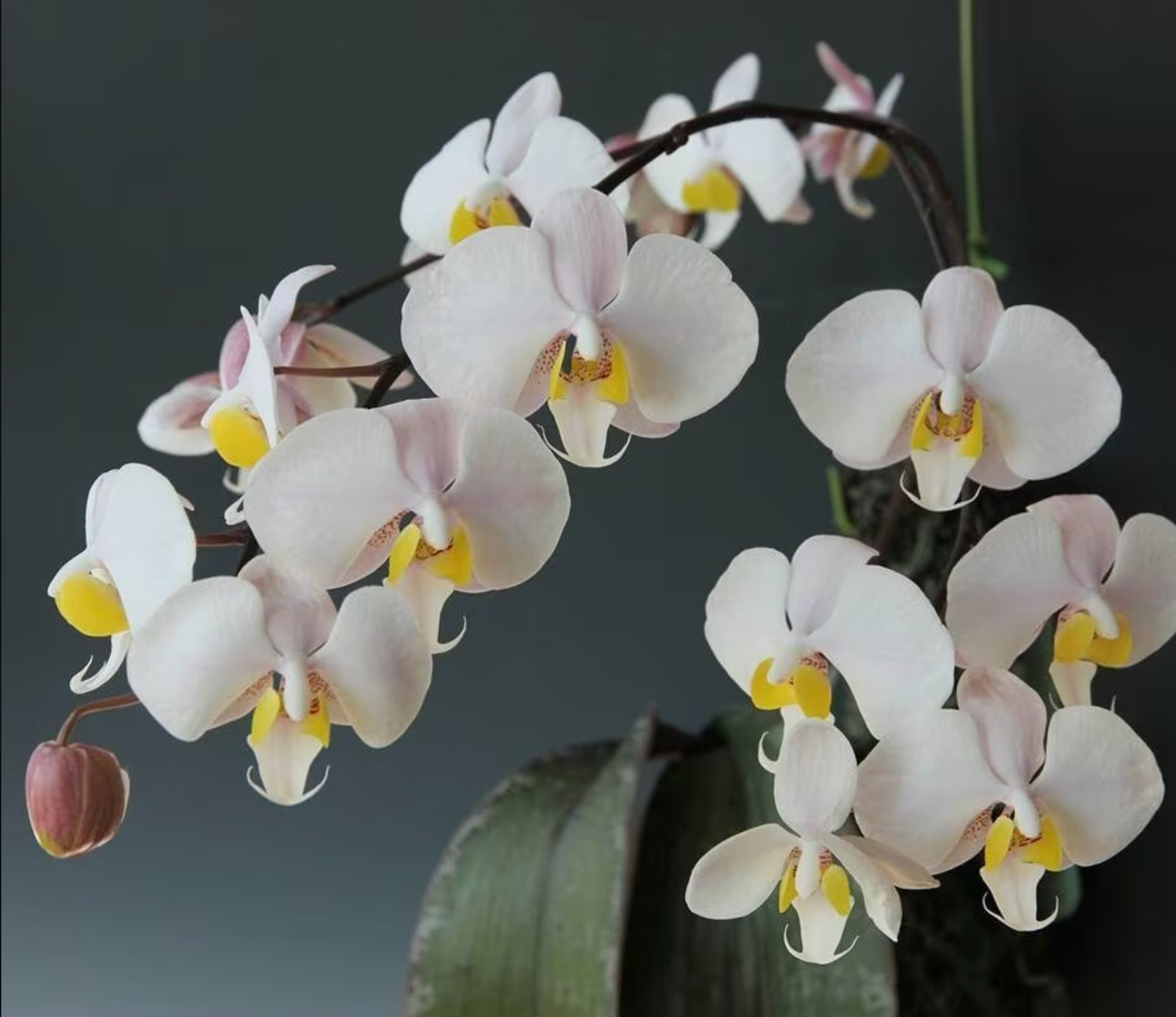 Phalaenopsis philippinensis view 2