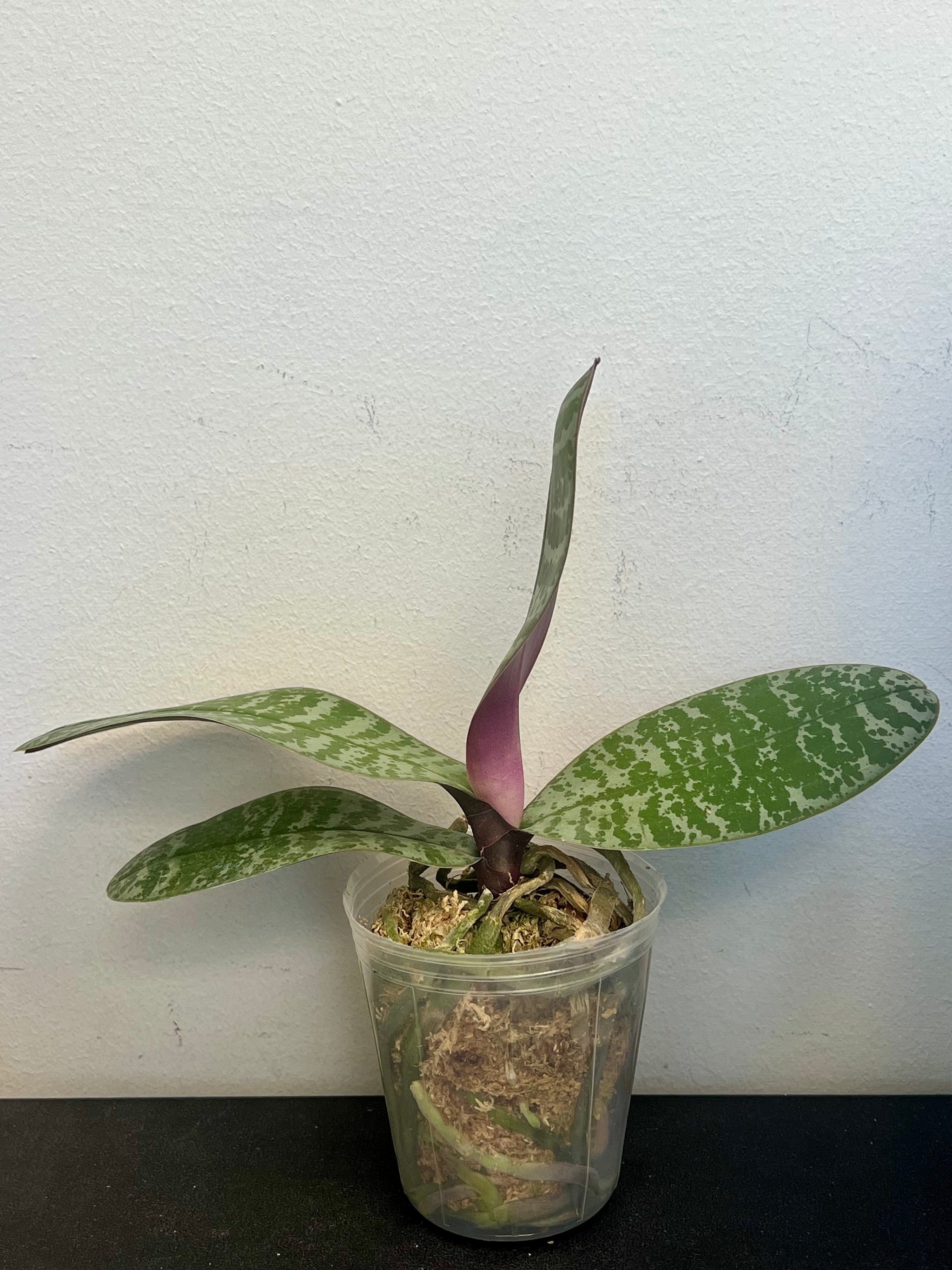 Phalaenopsis philippinensis view 3