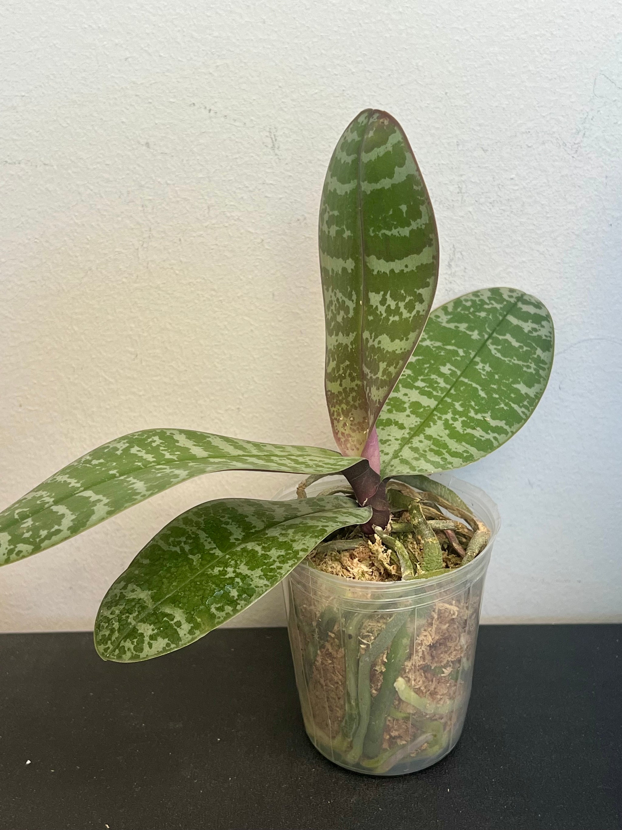 Phalaenopsis philippinensis view 4