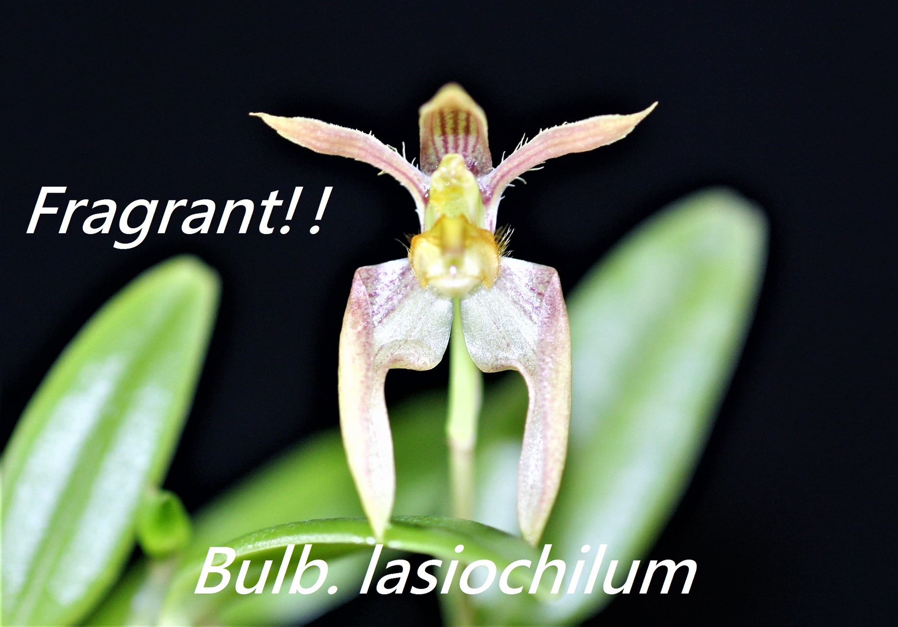 Bulbophyllum lasiochilum