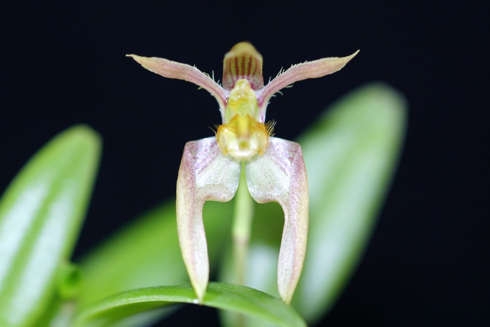 Flowering size - Bulbophyllum lasiochilum view 2