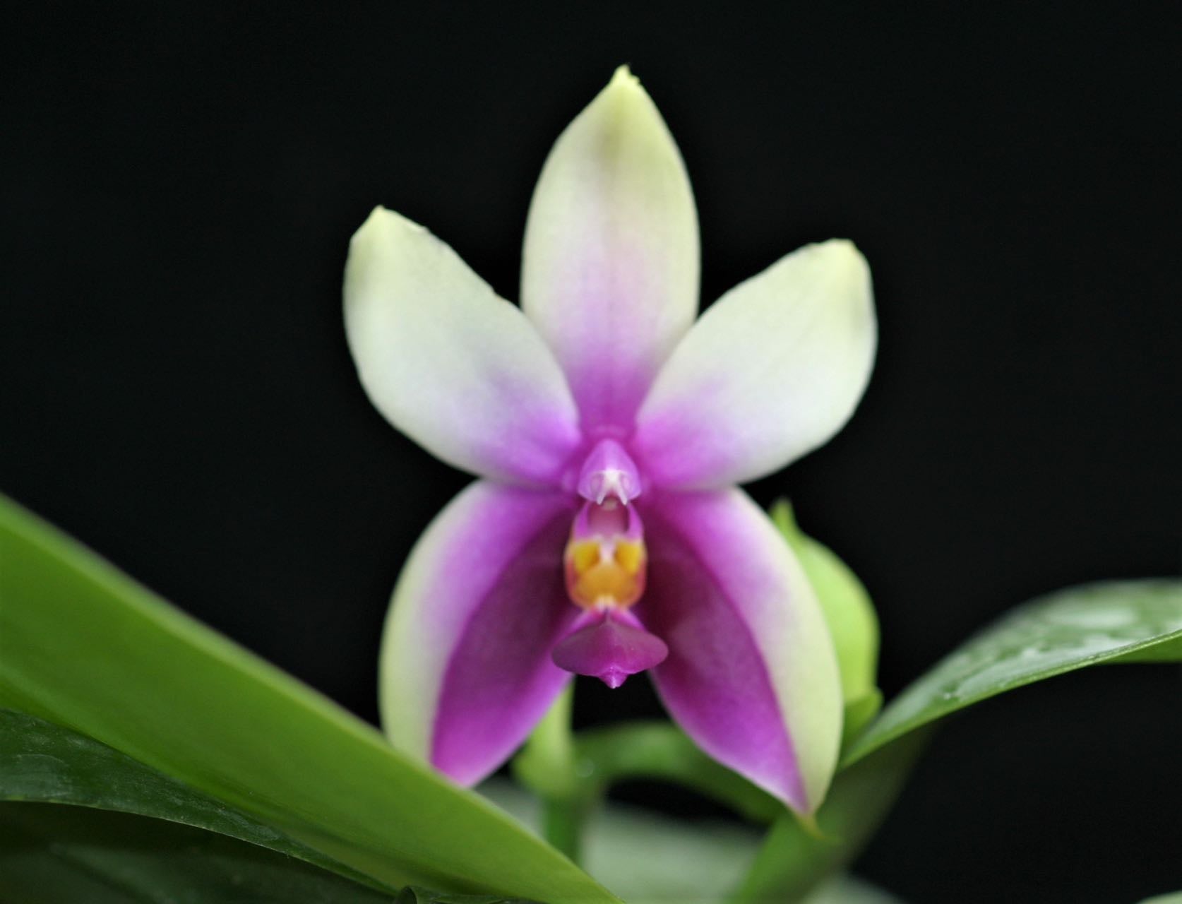 Phalaenopsis bellina