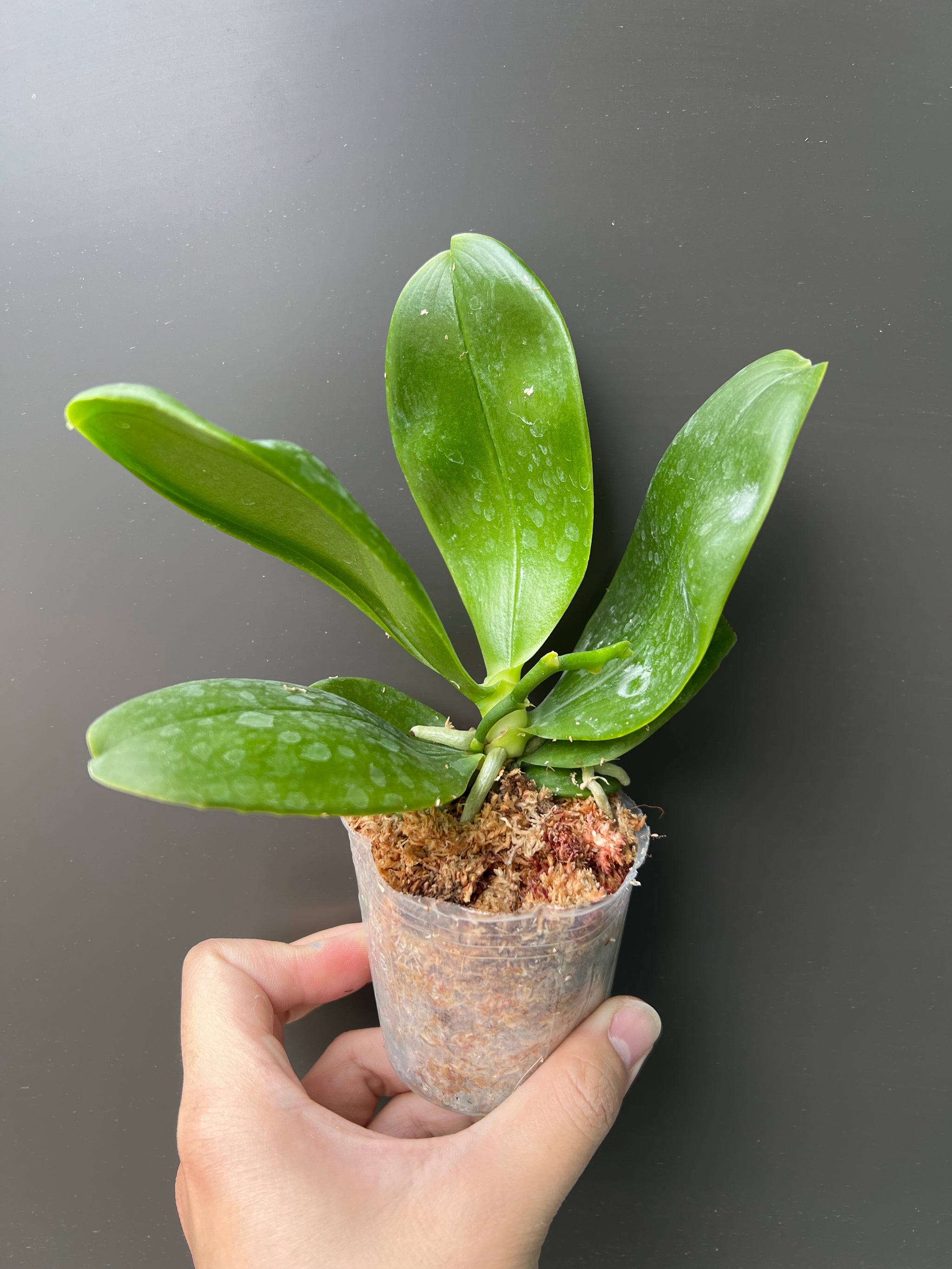 Phalaenopsis Bellina flowering size view 2