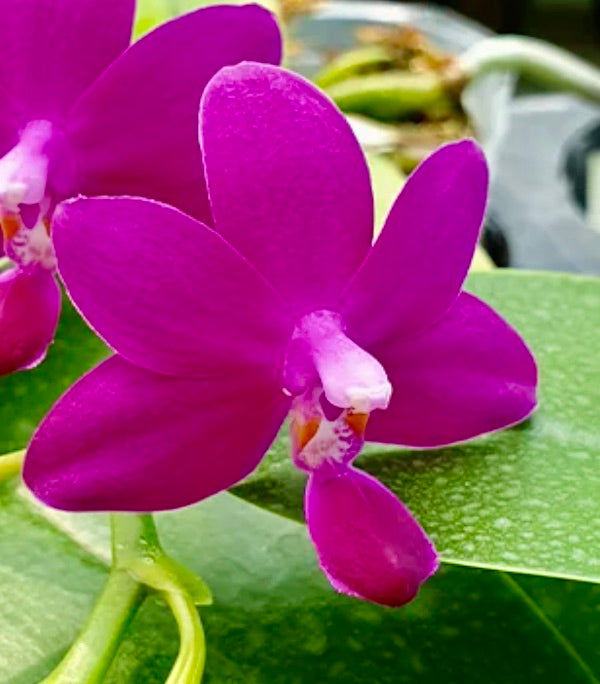 Phalaenopsis bellina