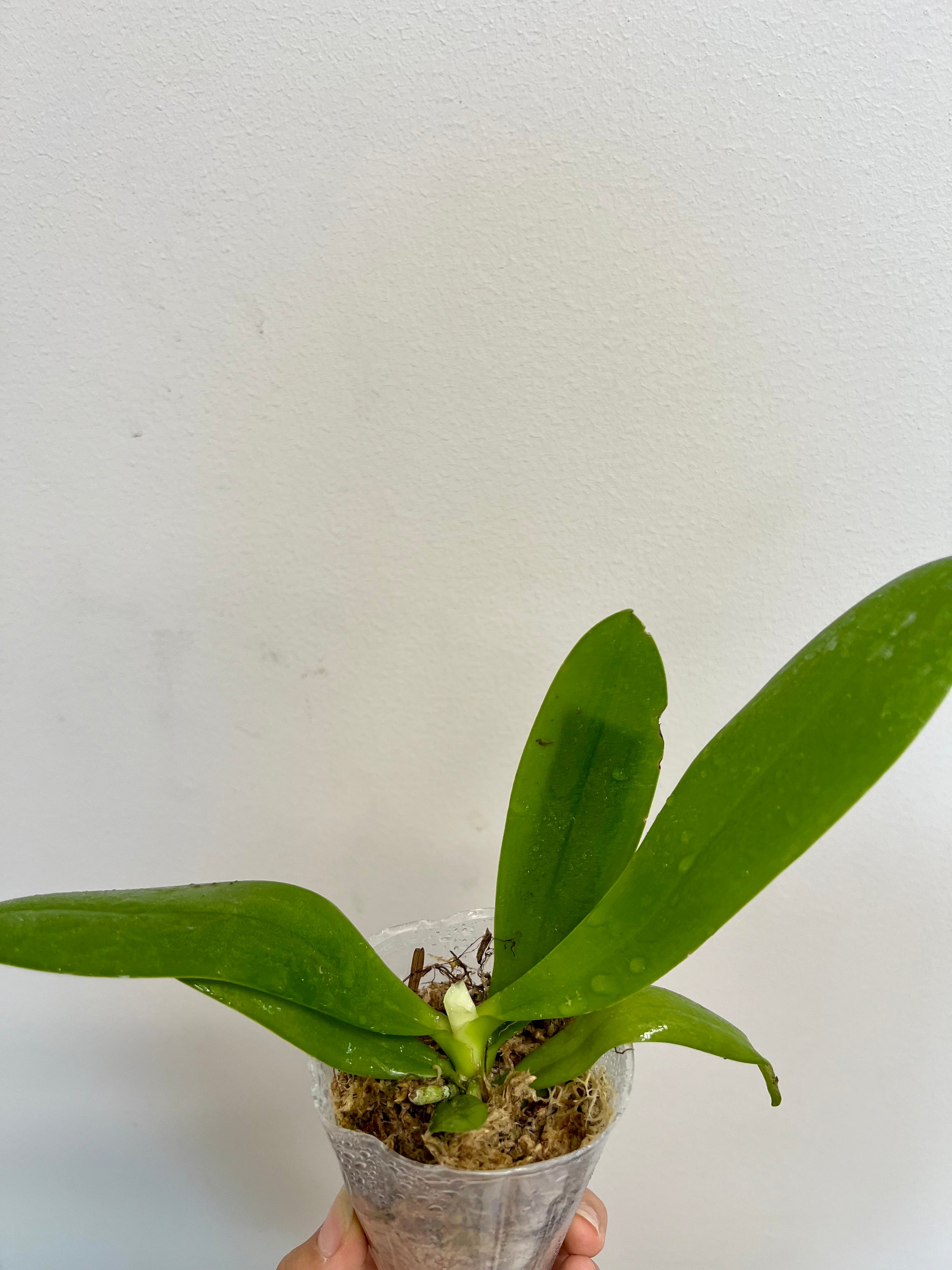 Phalaenopsis Bellina Sapphire's Galah (Purple Martin x vio… view 2