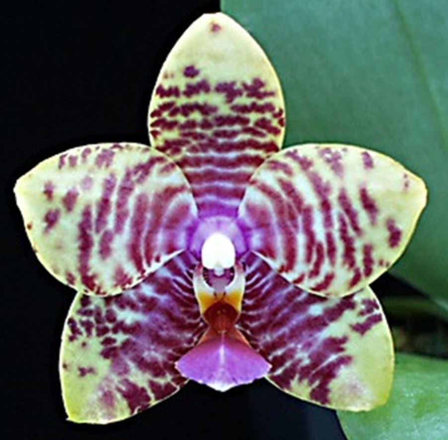 Phalaenopsis texas