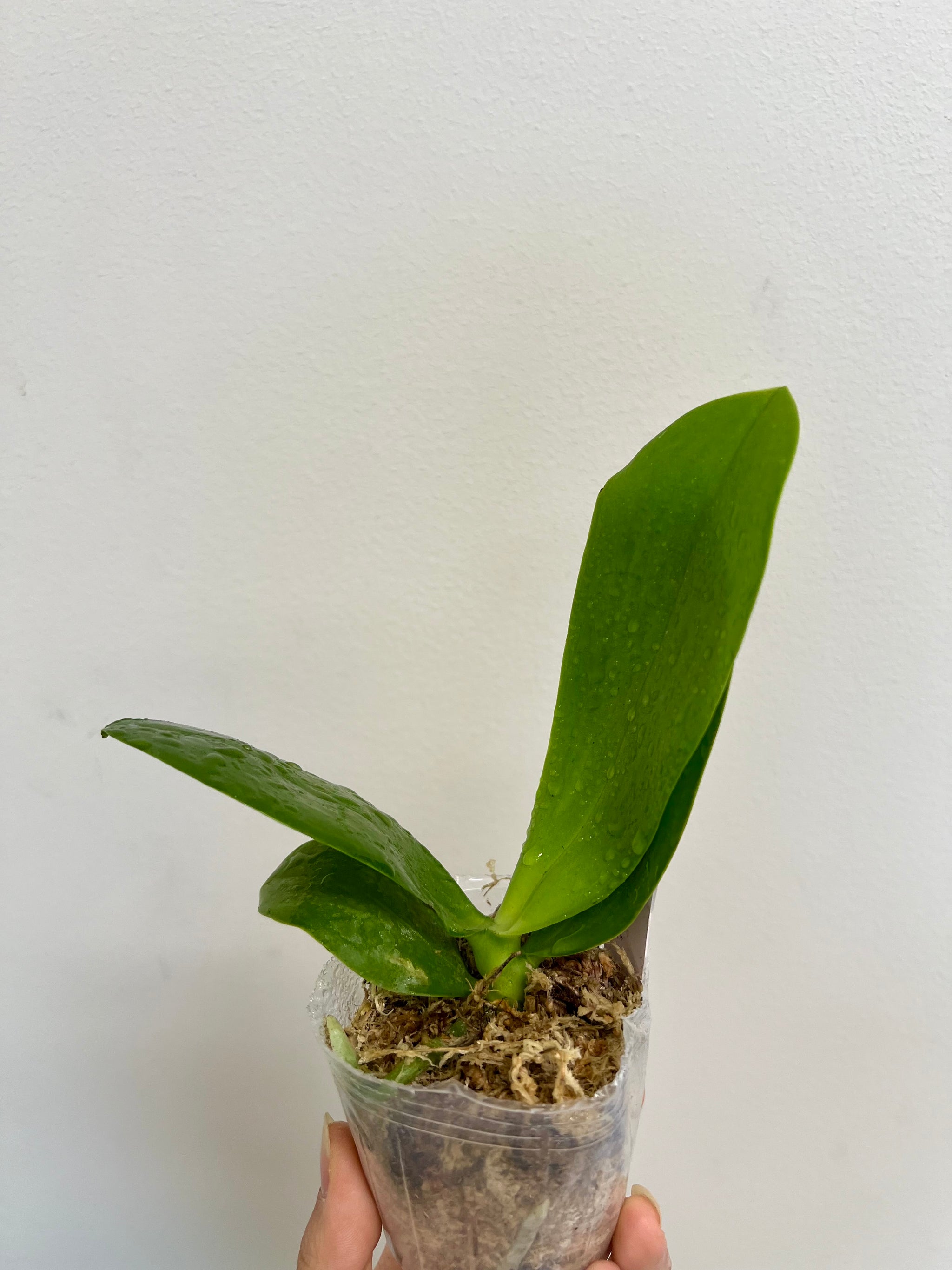 Phalaenopsis Texas Mist 'S.S.Lee' HCC/AOS view 2