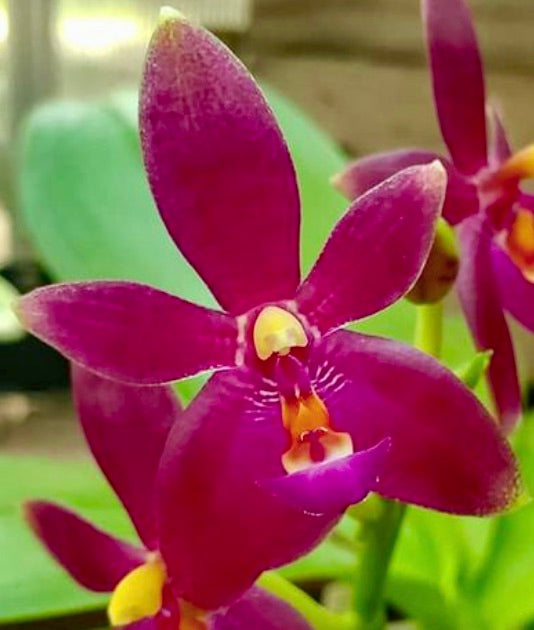 Phalaenopsis Valentinii (cornu-cervifma. chattaladae x vio… view 1