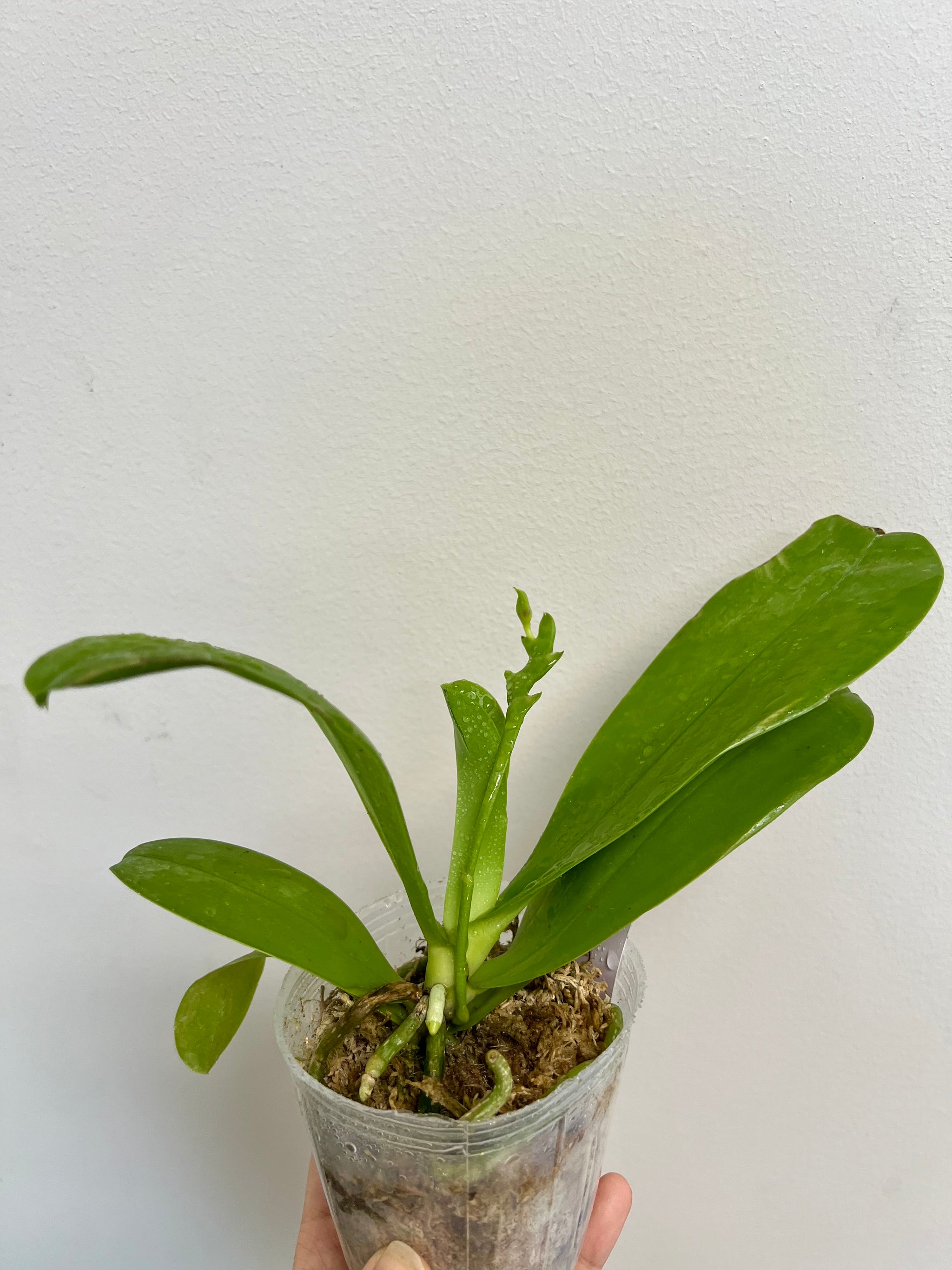 Phalaenopsis valentinii