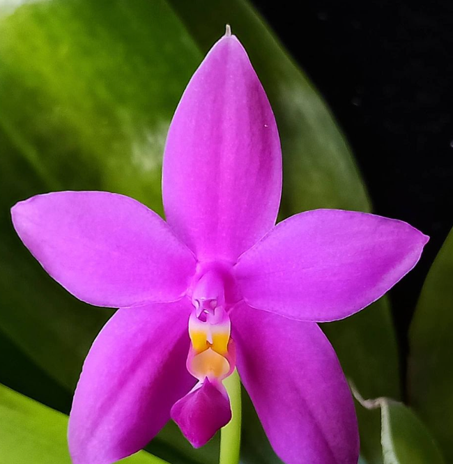 Phalaenopsis violacea