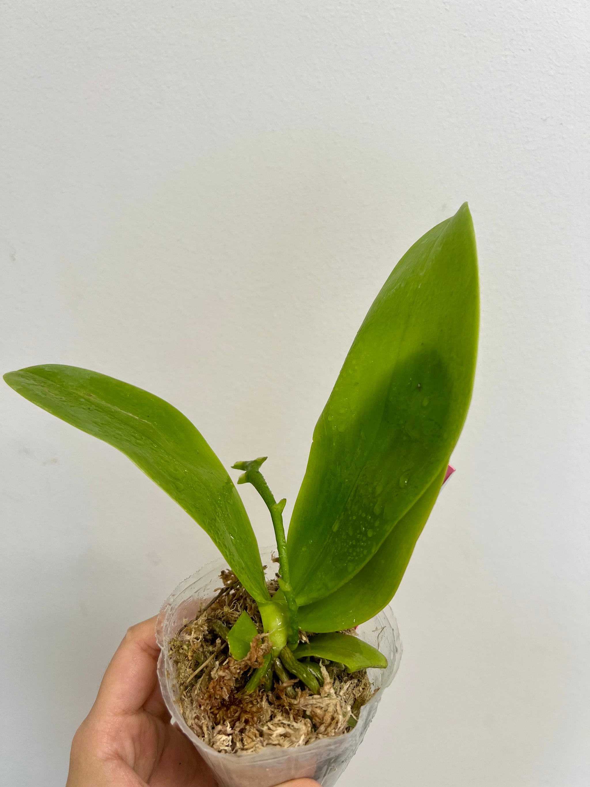 Phalaenopsis violacea x sib (coerulea x indigo) view 2
