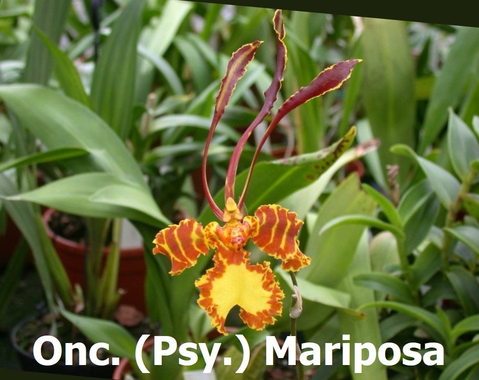 Psychopsis mariposa