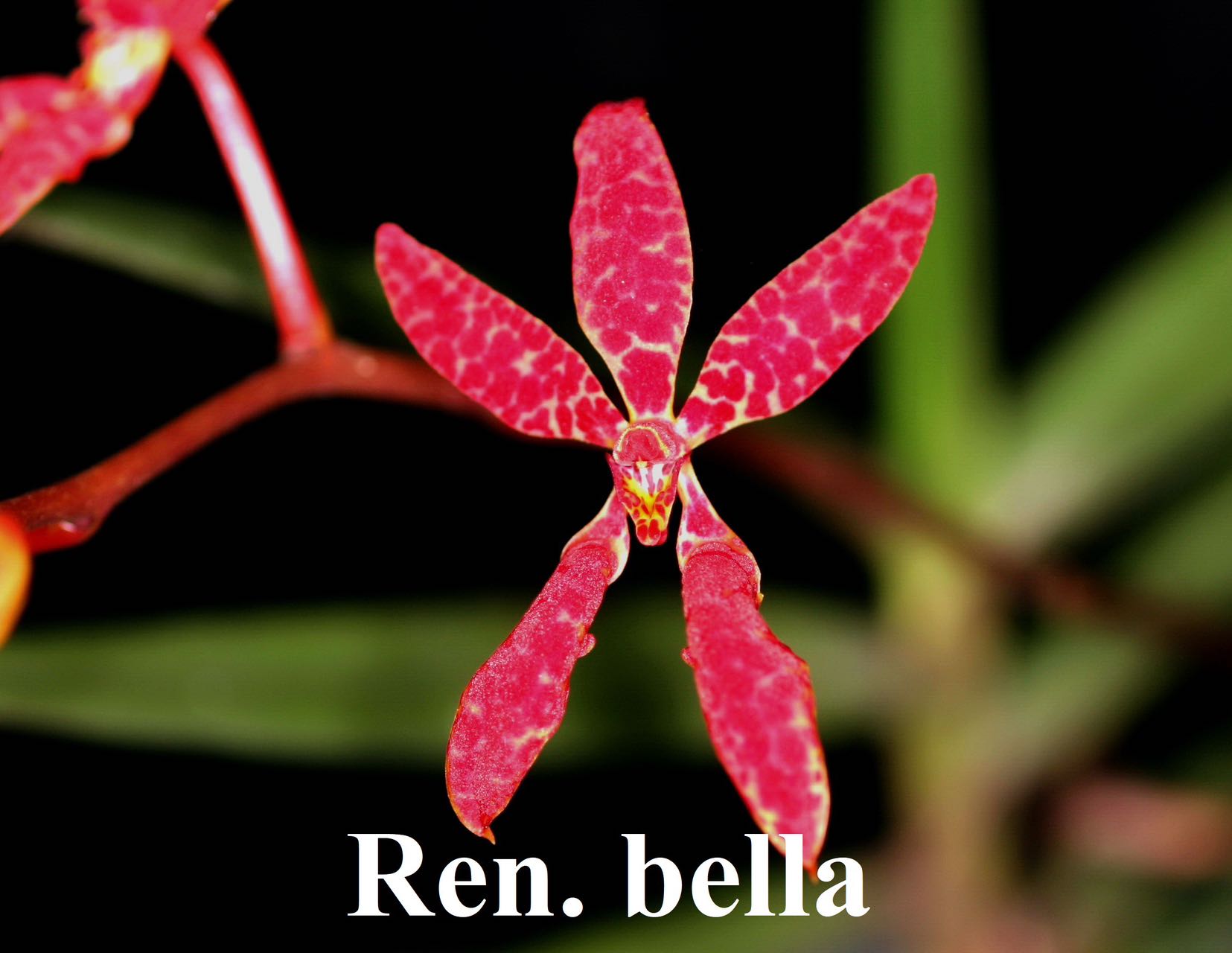 Flowering size - Renanthera Bella