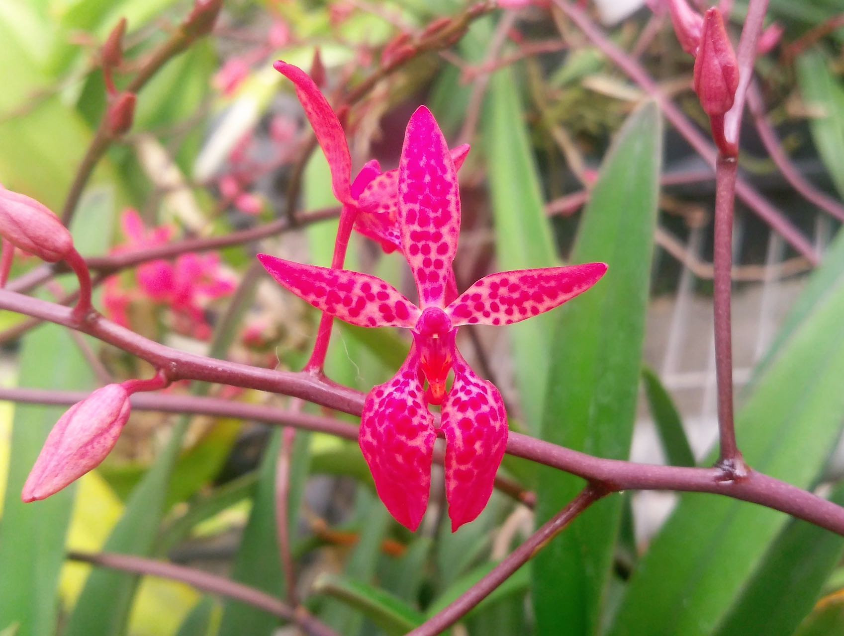 Flowering size - Renanthera Bella view 2