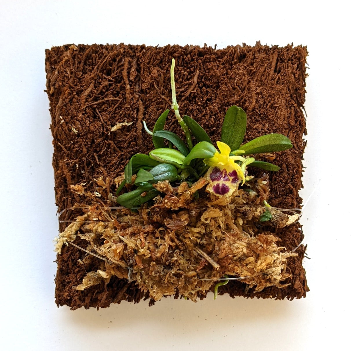 Haraella retrocalla