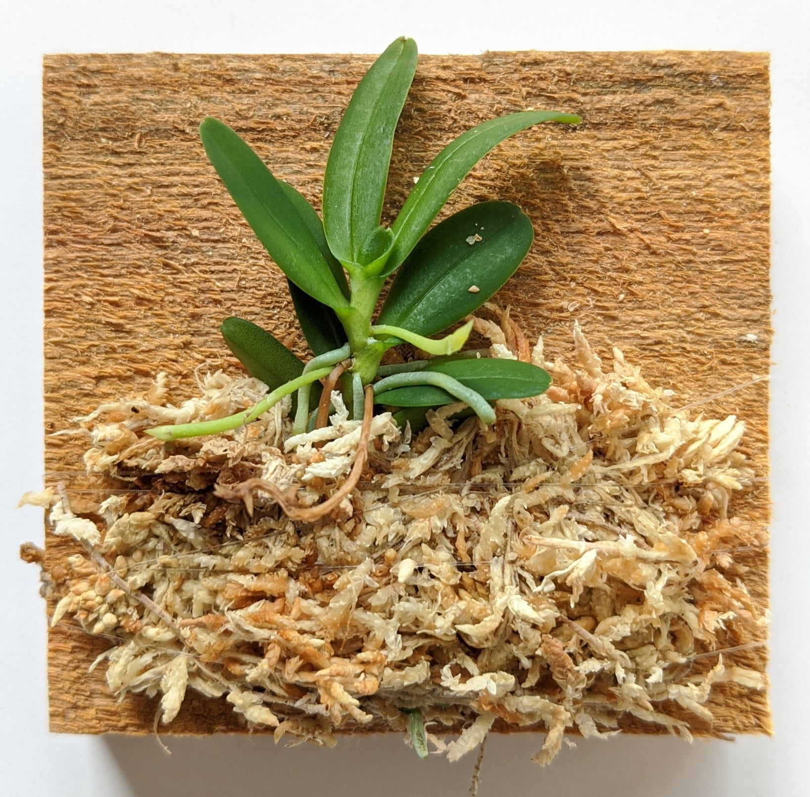 Haraella retrocalla