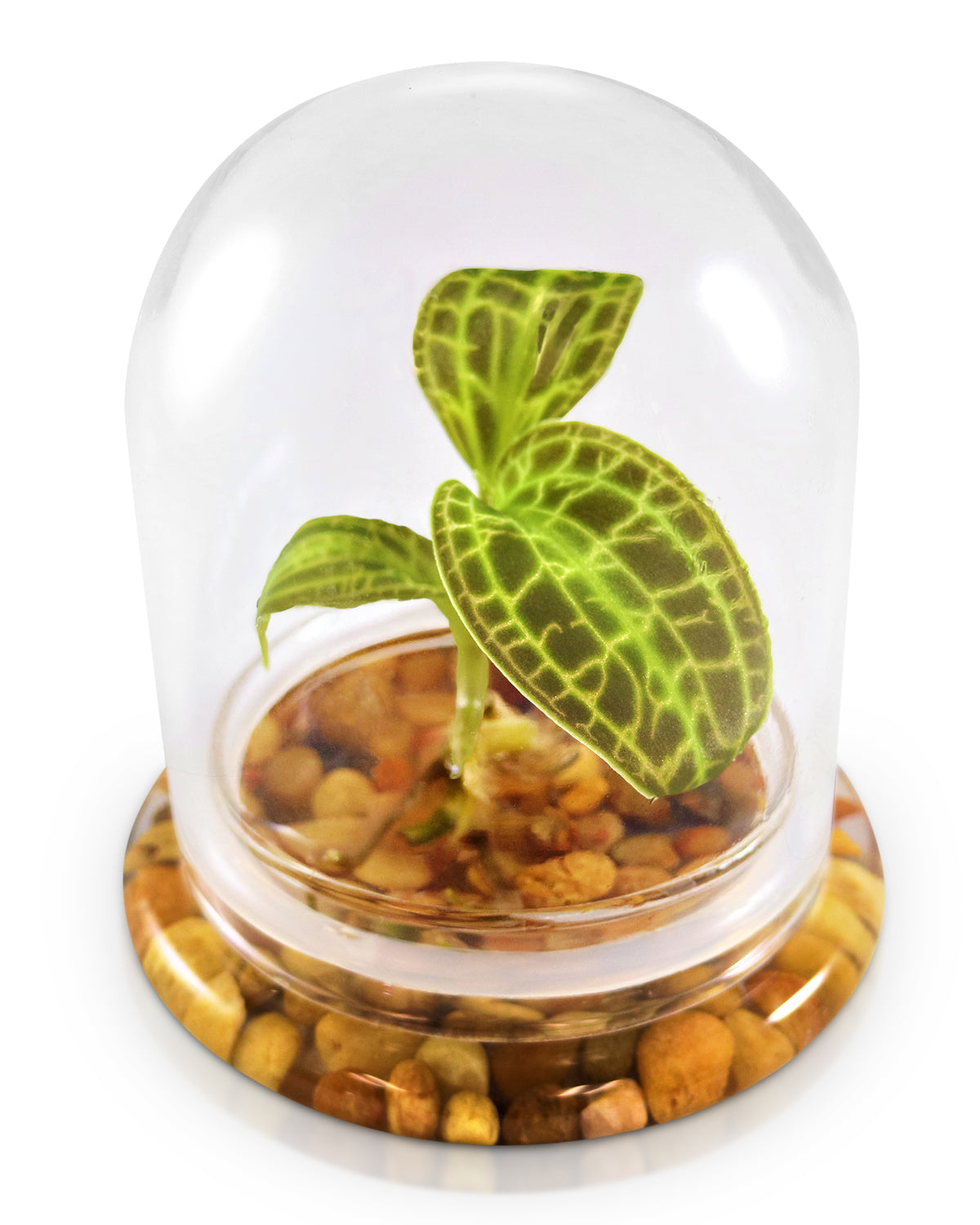 Jewel Orchid Terrarium view 2