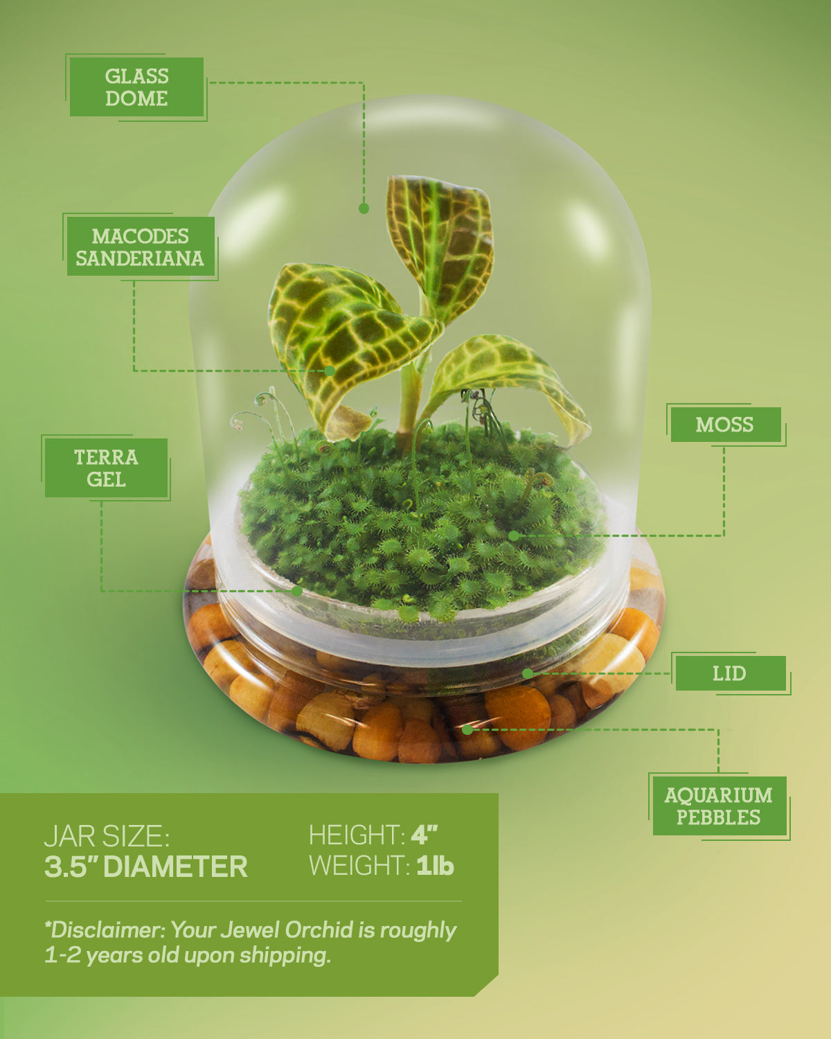 Jewel Orchid Terrarium view 3