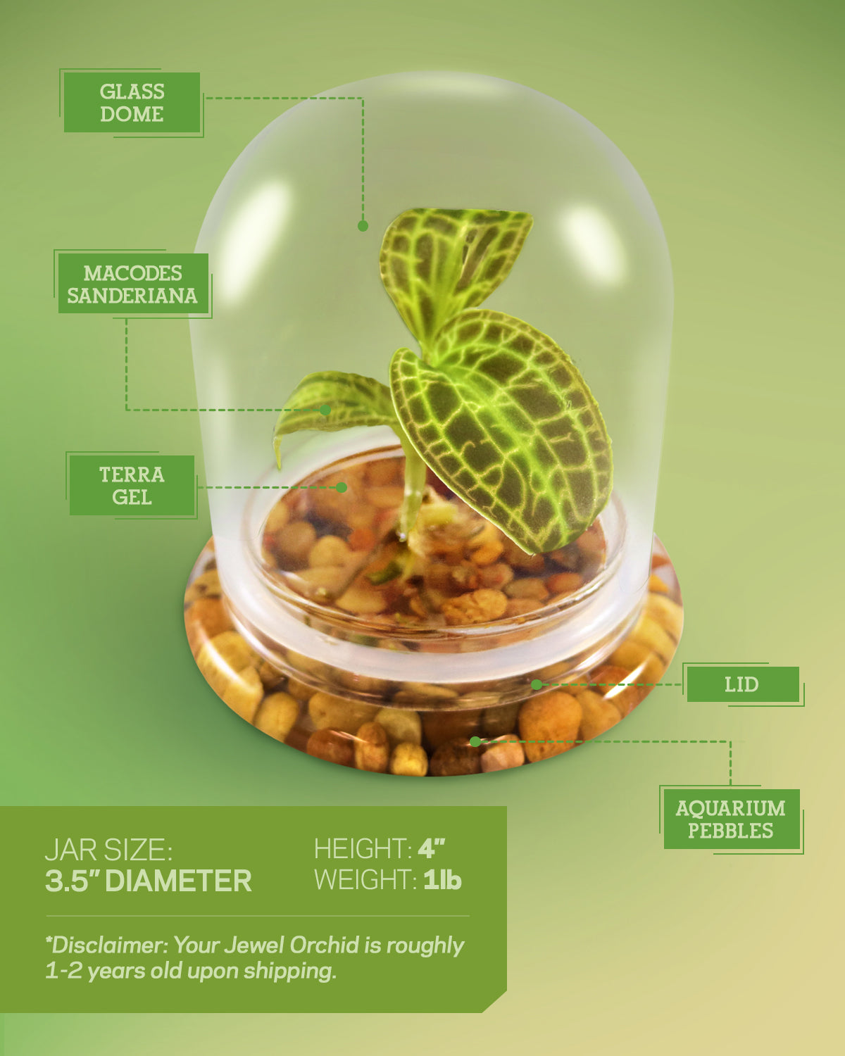 Jewel Orchid Terrarium view 4