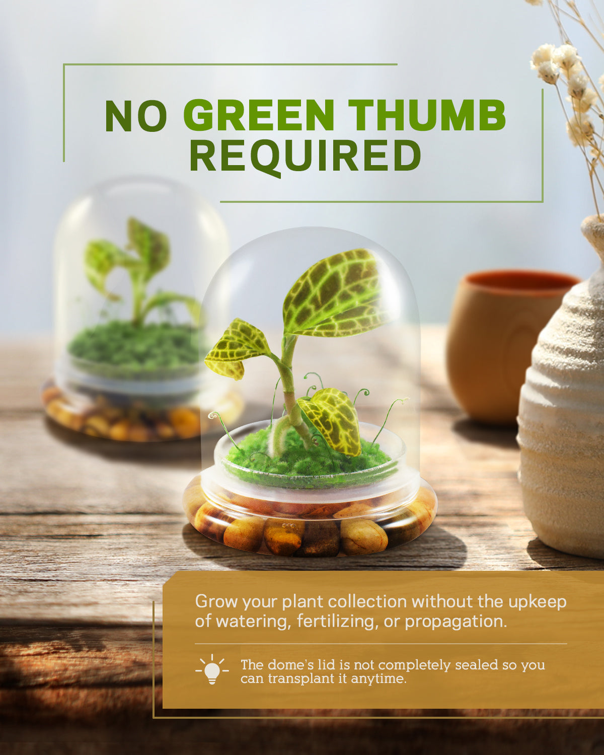 Jewel Orchid Terrarium view 6