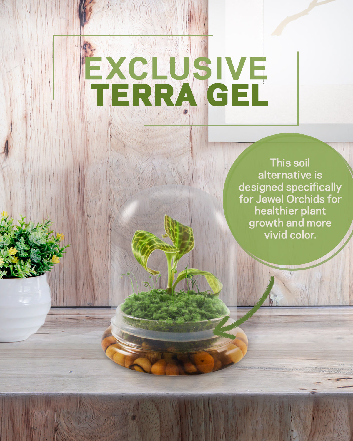 Jewel Orchid Terrarium view 7