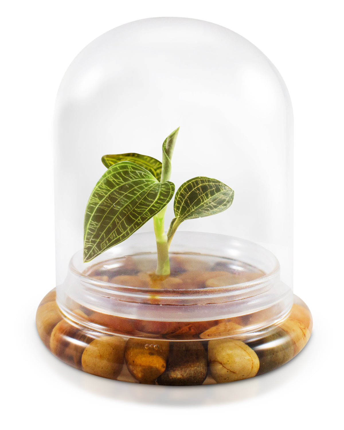 Jewel Orchid Terrarium view 2