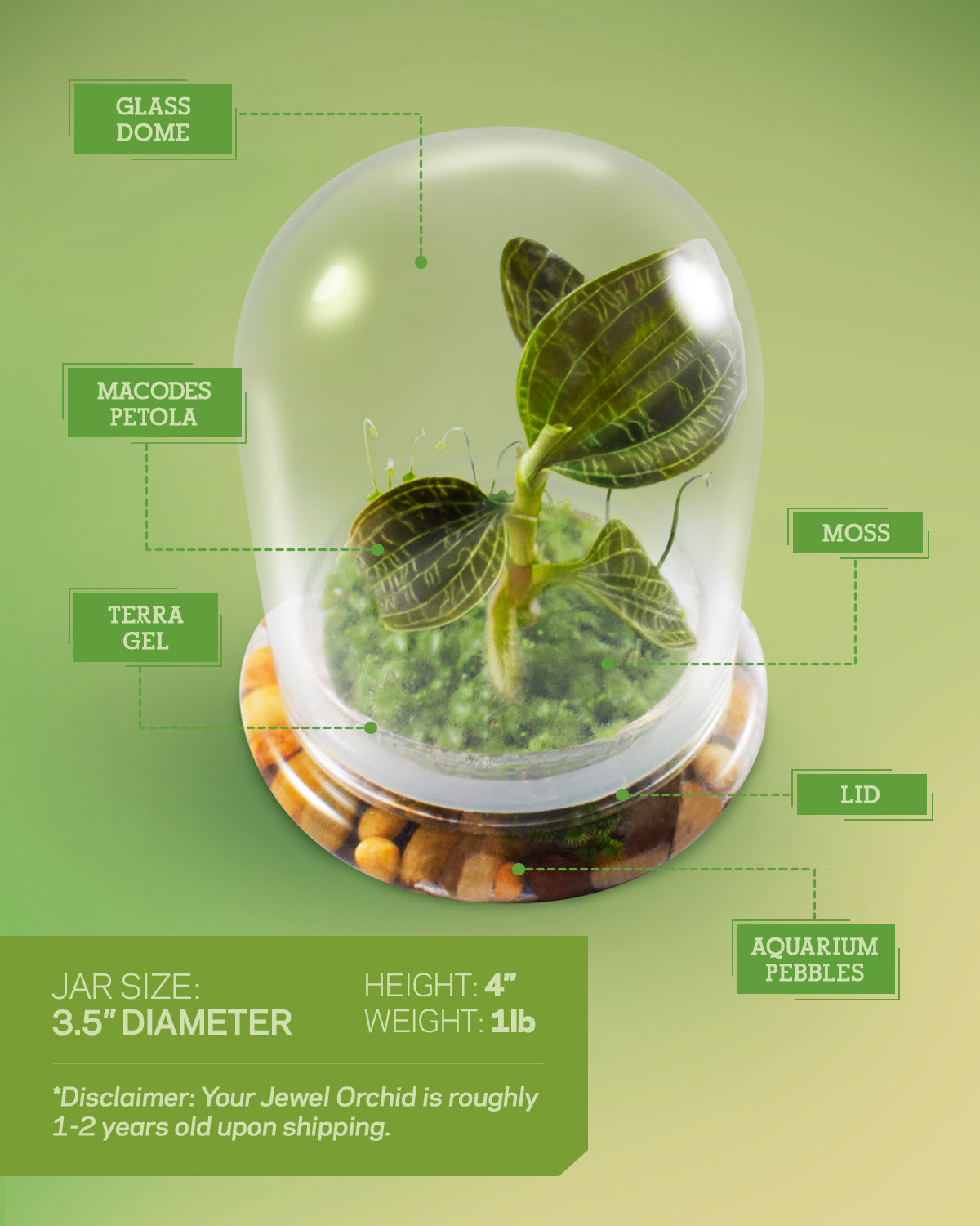 Jewel Orchid Terrarium view 3