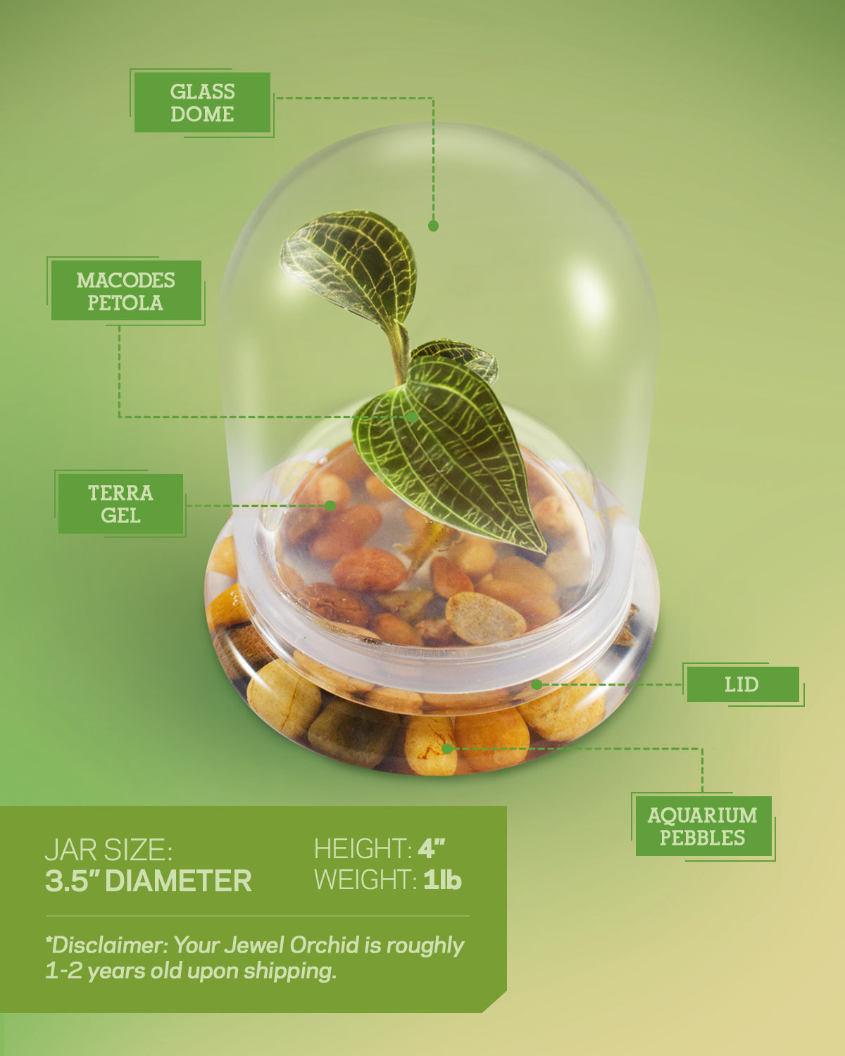 Jewel Orchid Terrarium view 4