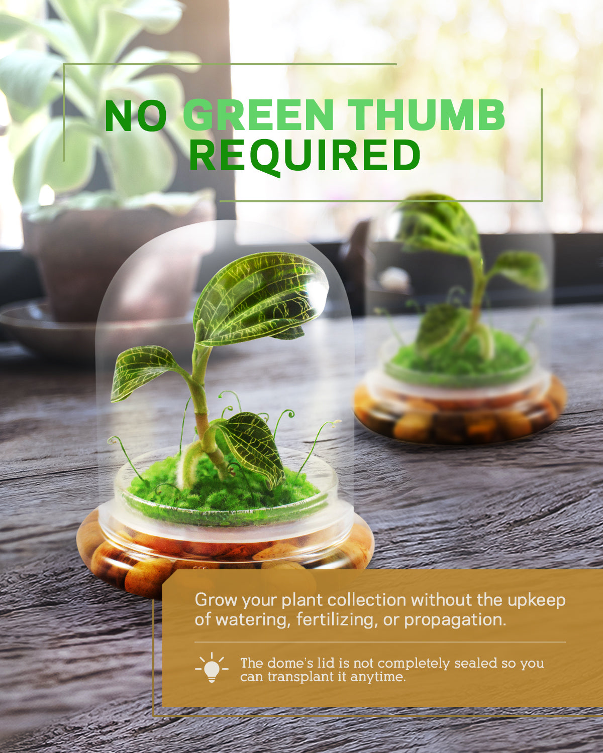 Jewel Orchid Terrarium view 6