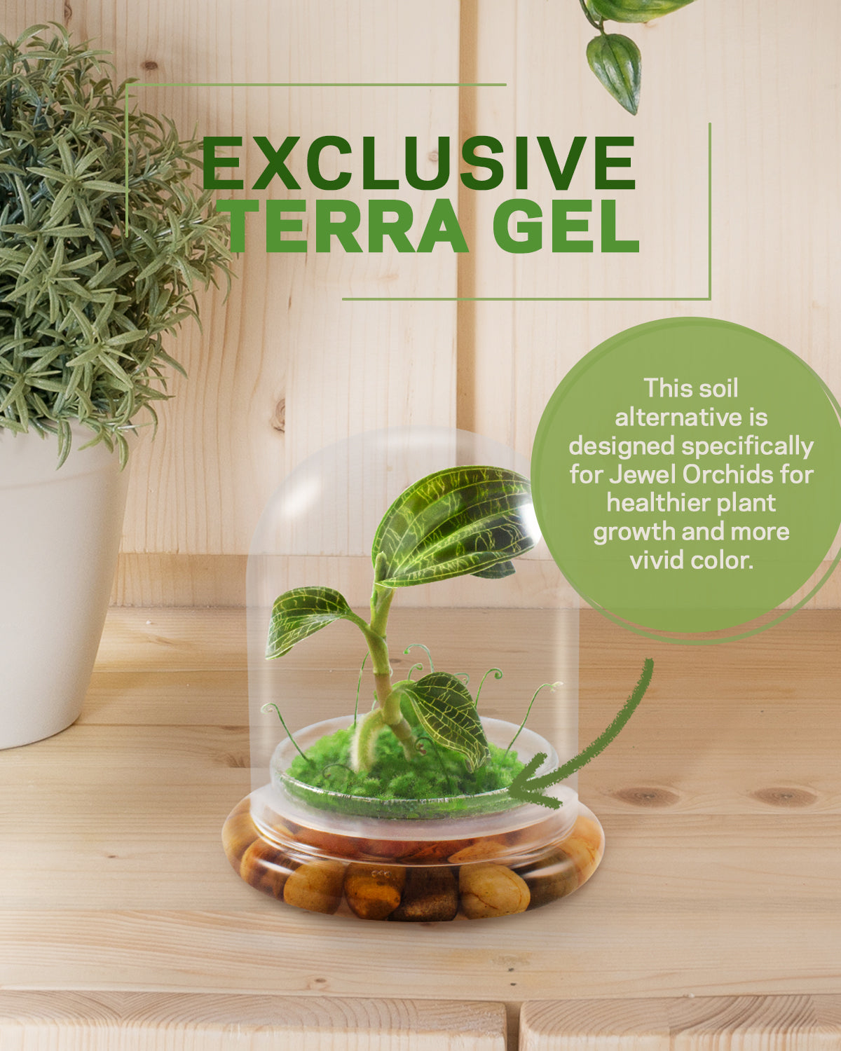 Jewel Orchid Terrarium view 7