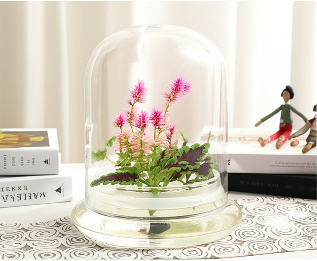 Live Celosia & Coleus view 5
