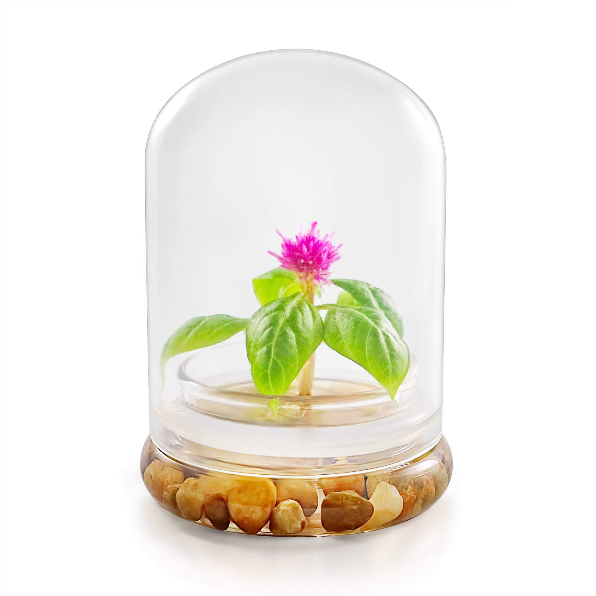 Live Celosia Terrarium view 5