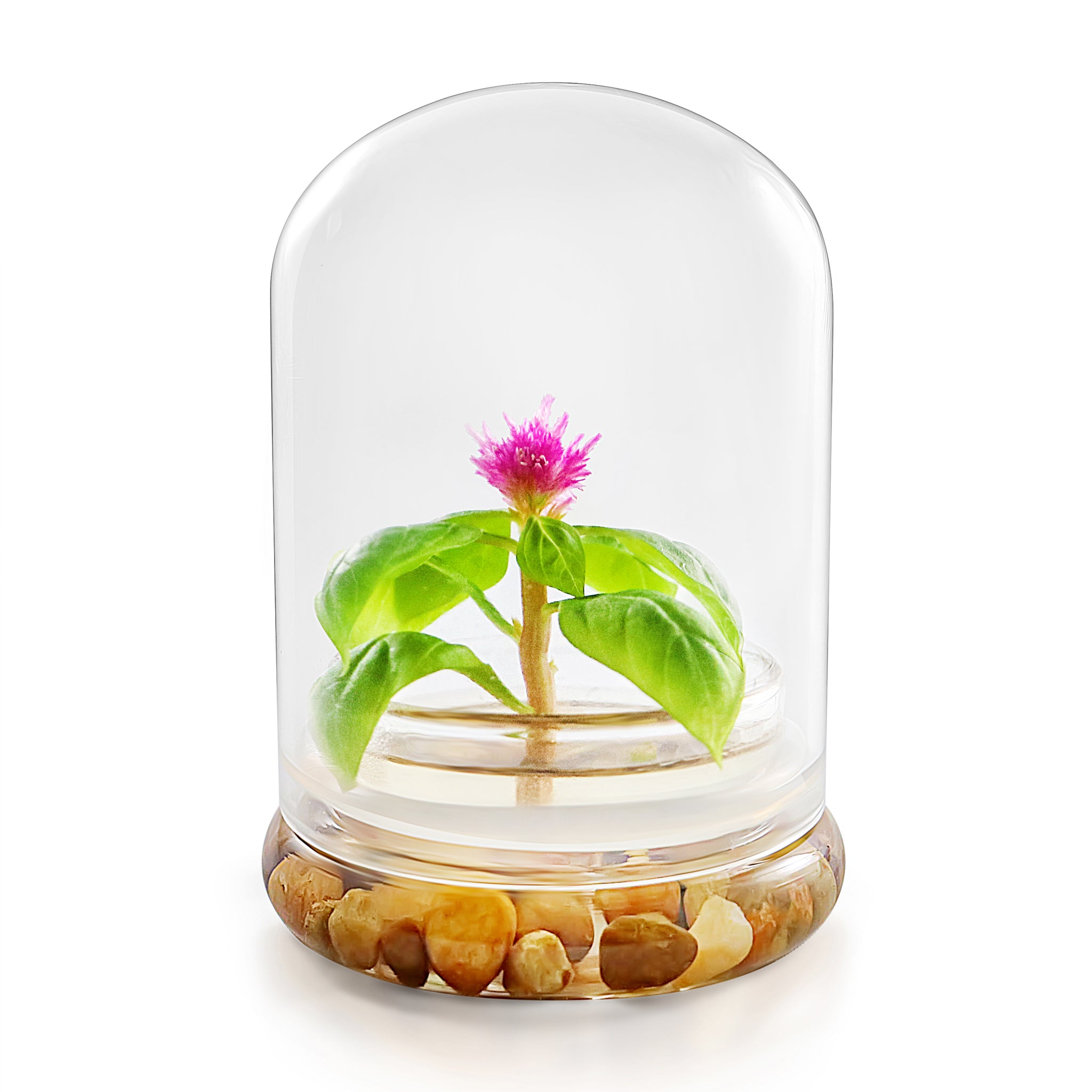 Live Celosia Terrarium view 6