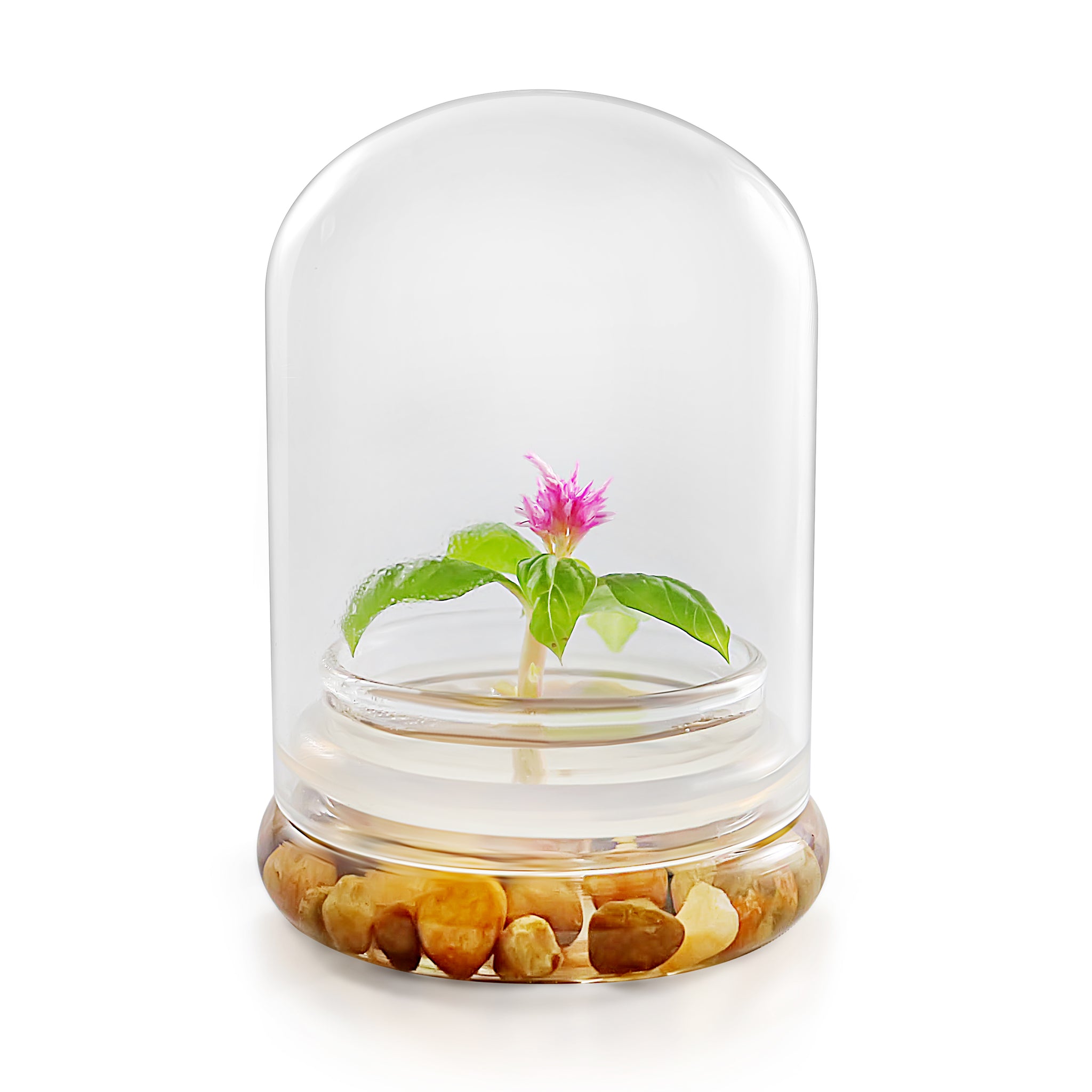 Live Celosia Terrarium view 7