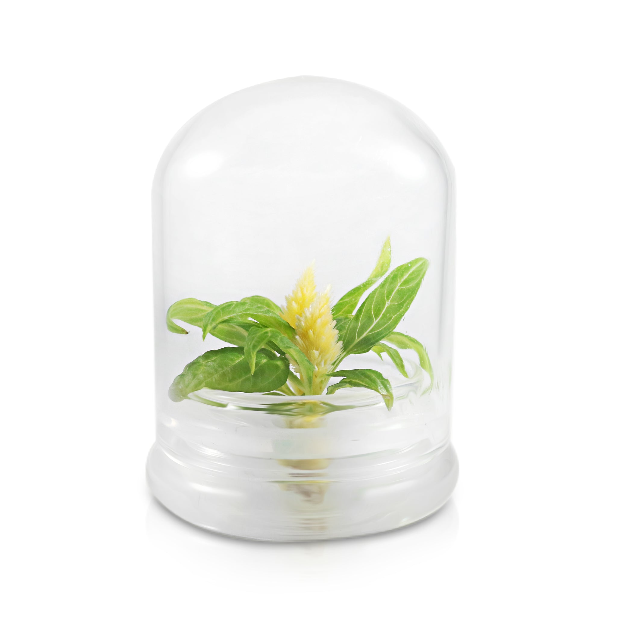 Live Celosia Terrarium view 8