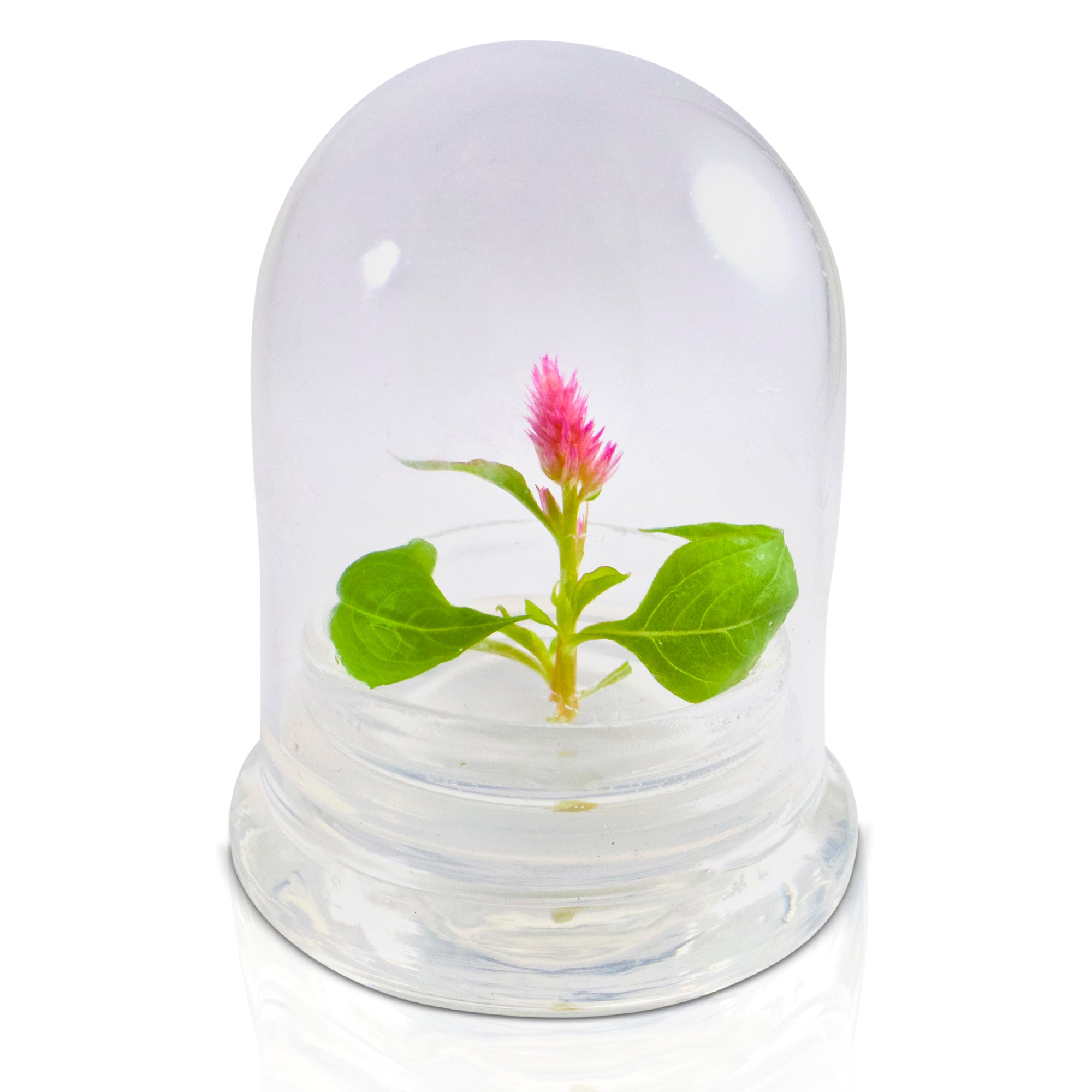 Live Celosia Terrarium view 9