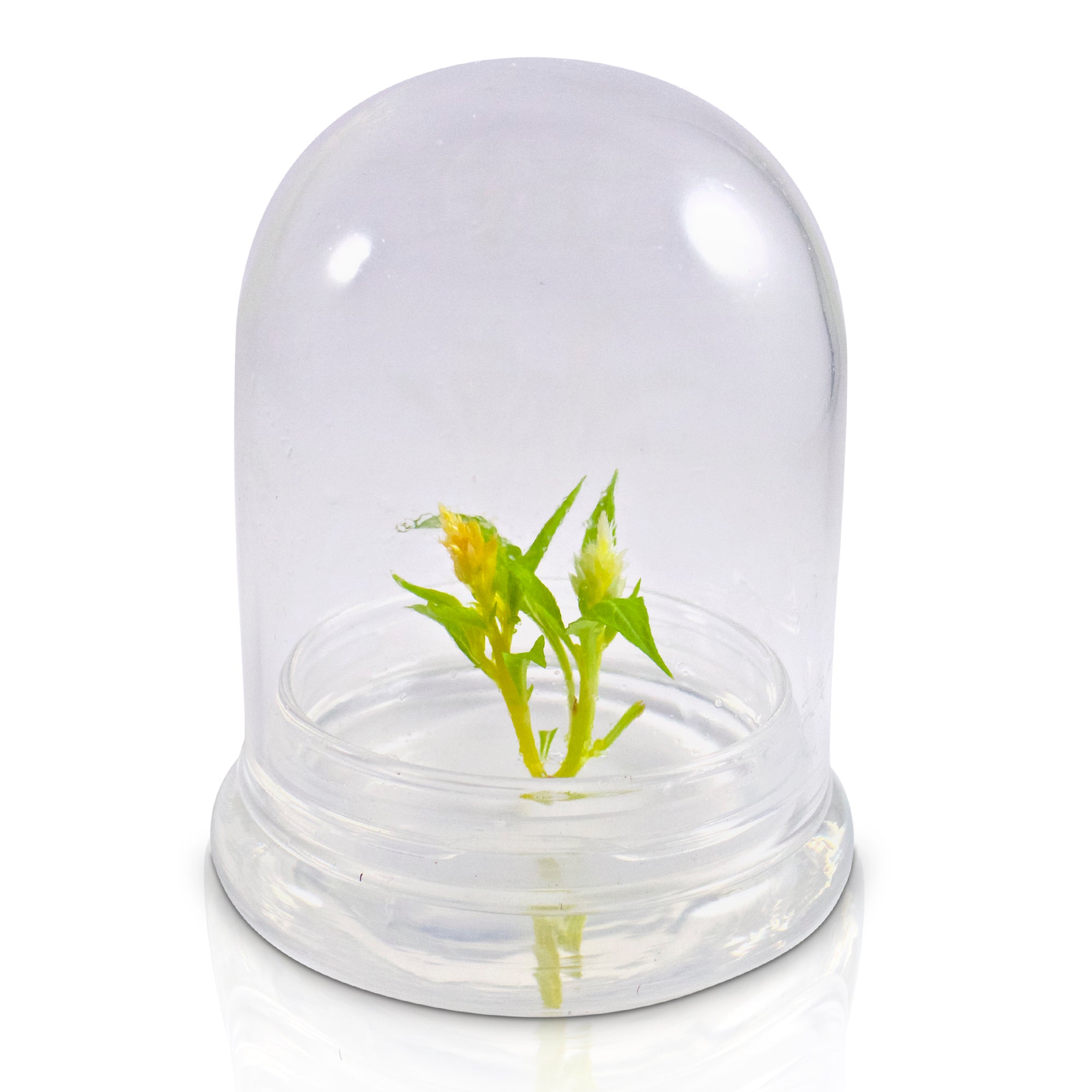 Live Celosia Terrarium view 10