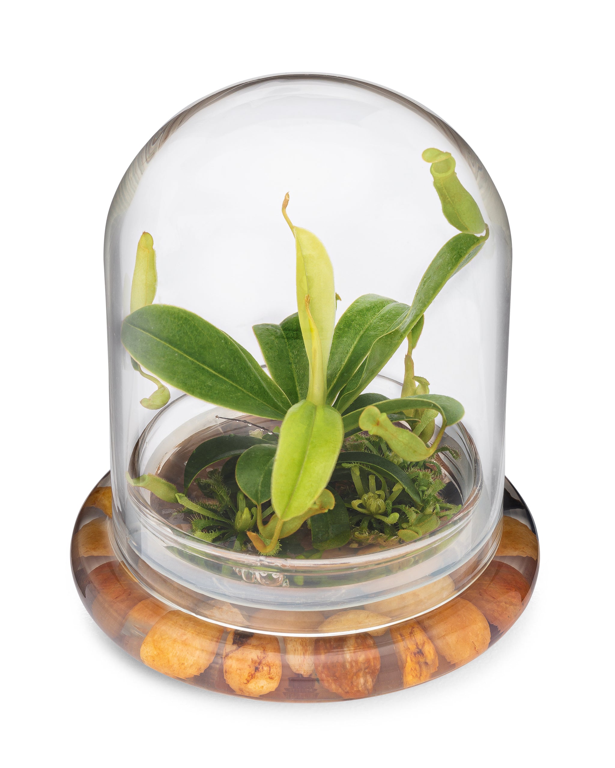 Live Pitcher Plant Terrarium view 3