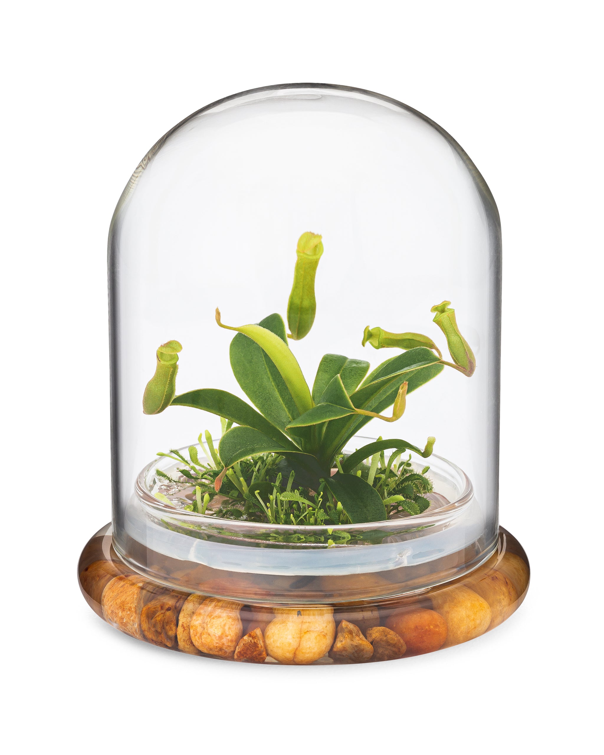 Live Pitcher Plant Terrarium view 6
