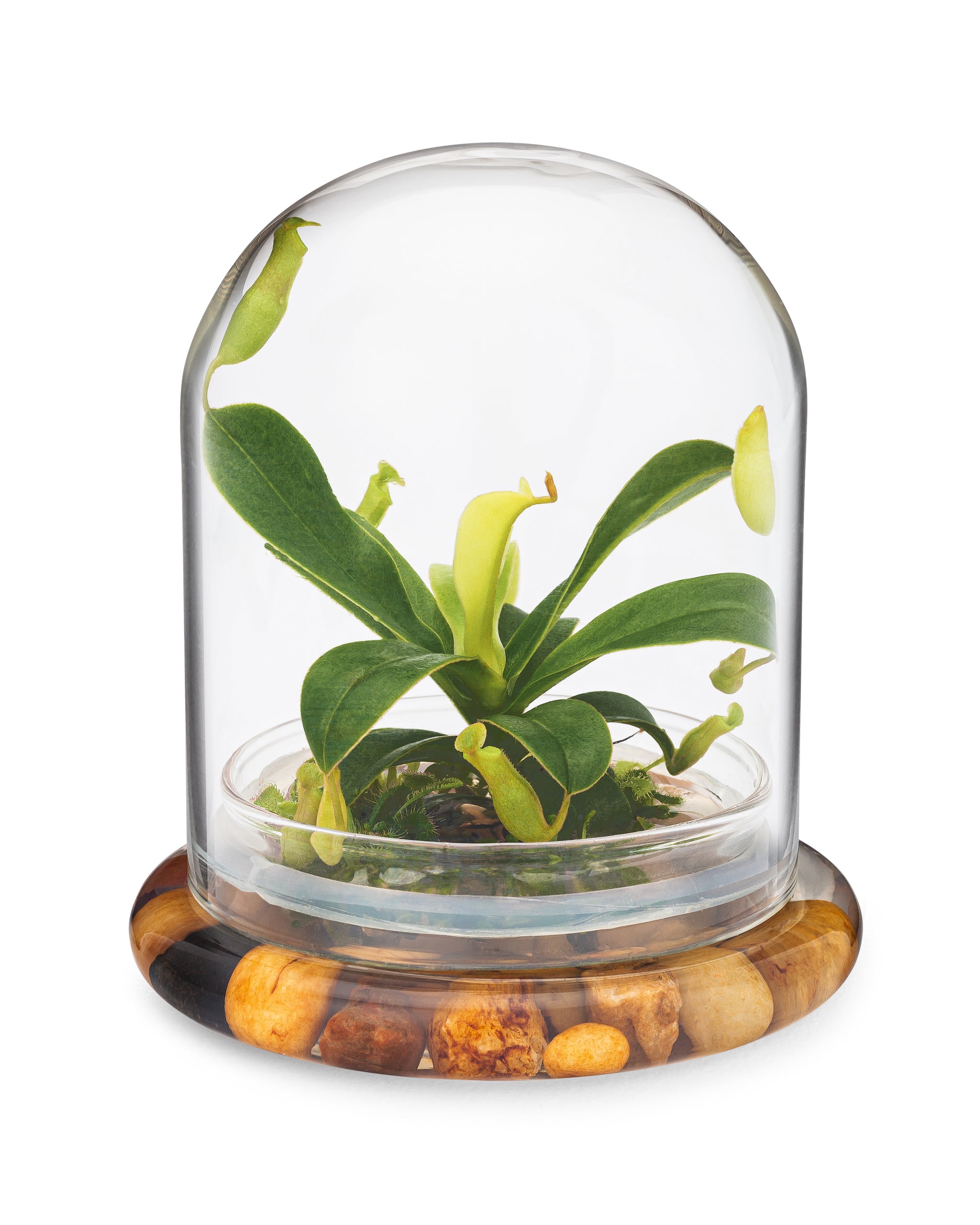 Live Pitcher Plant Terrarium view 7