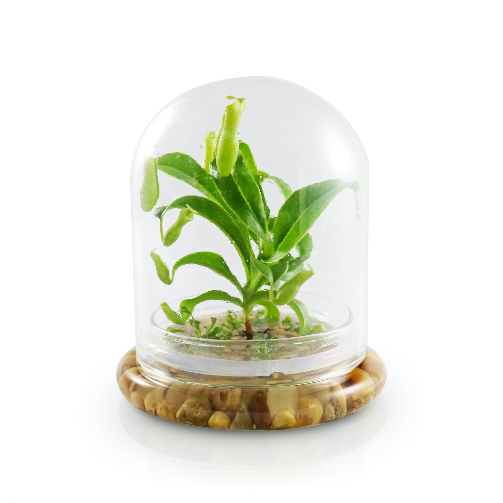 Live Pitcher Plant Terrarium view 8