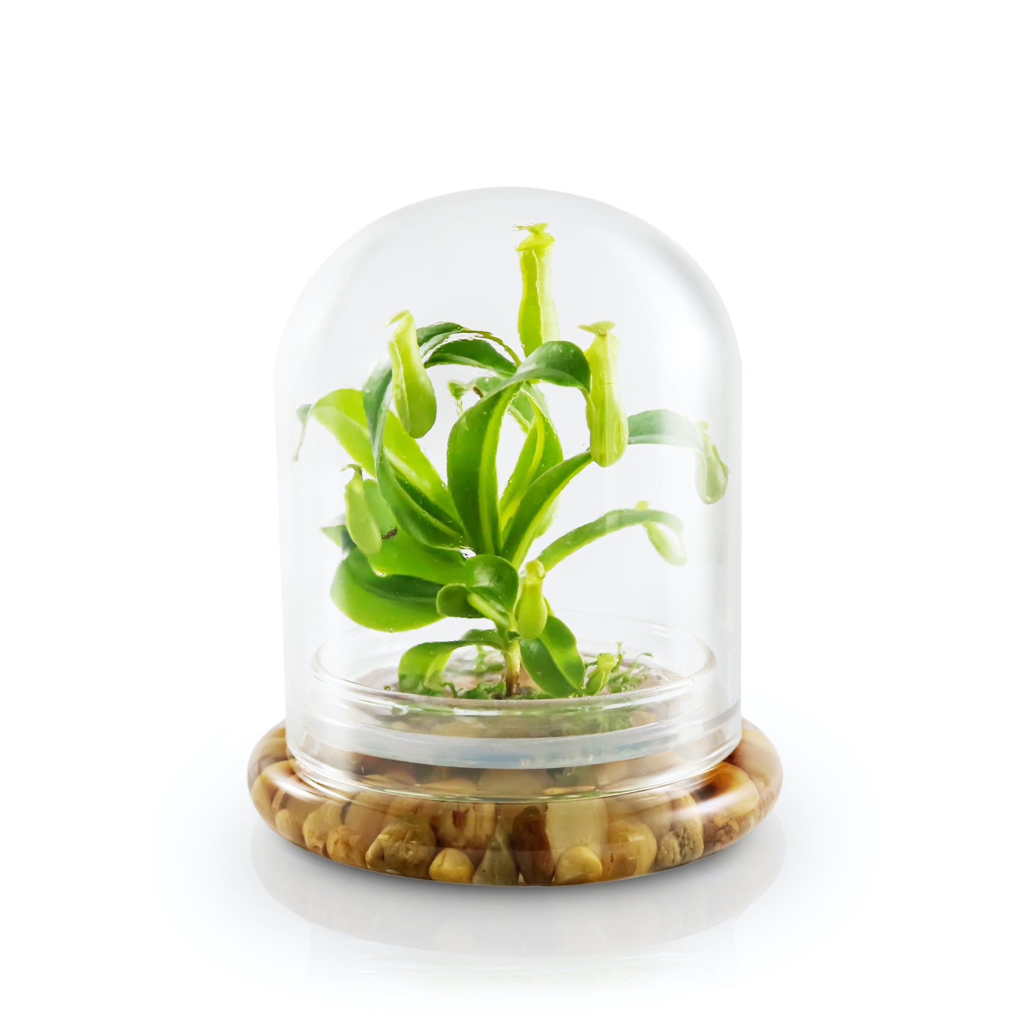 Live Pitcher Plant Terrarium view 9