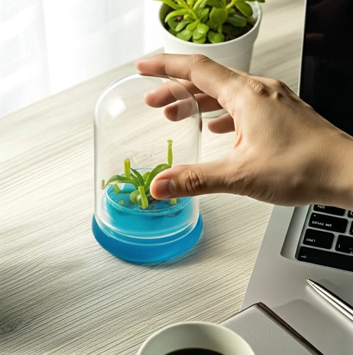 Miniature Pitcher Plant Terrarium view 2