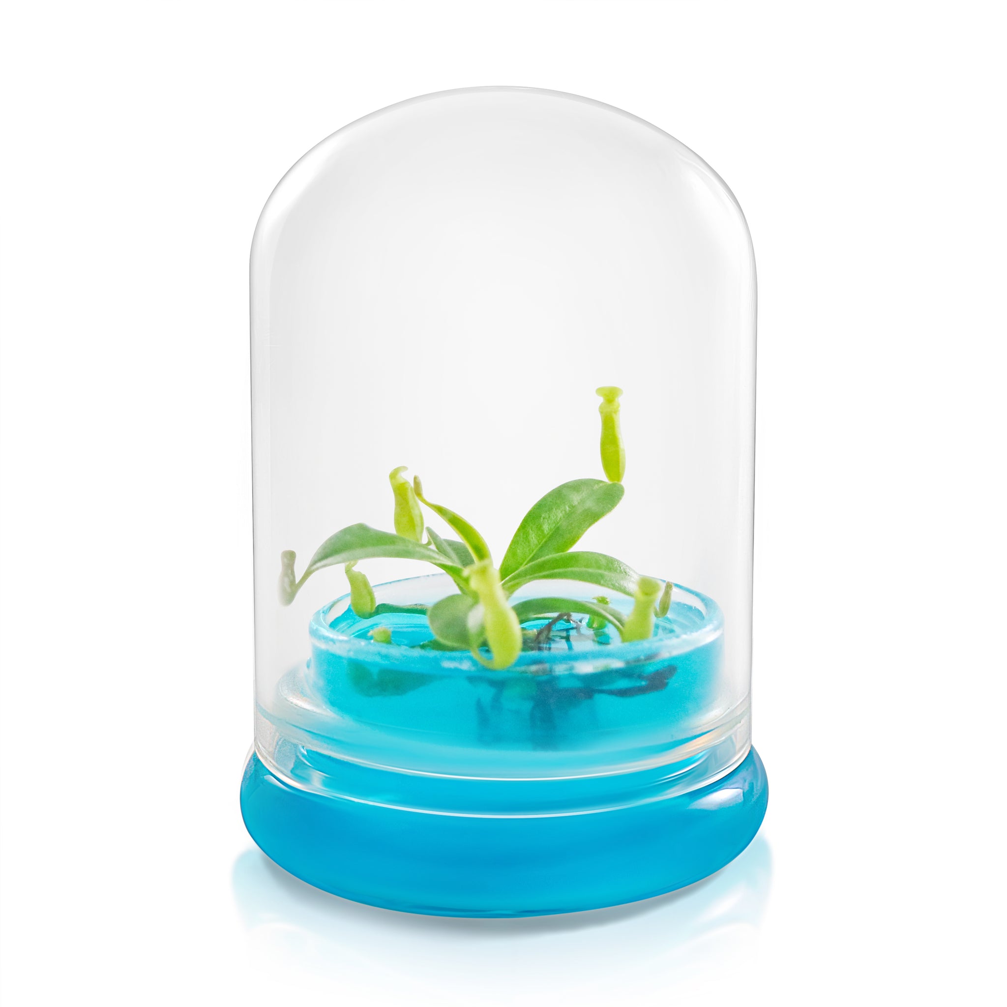 Miniature Pitcher Plant Terrarium view 5