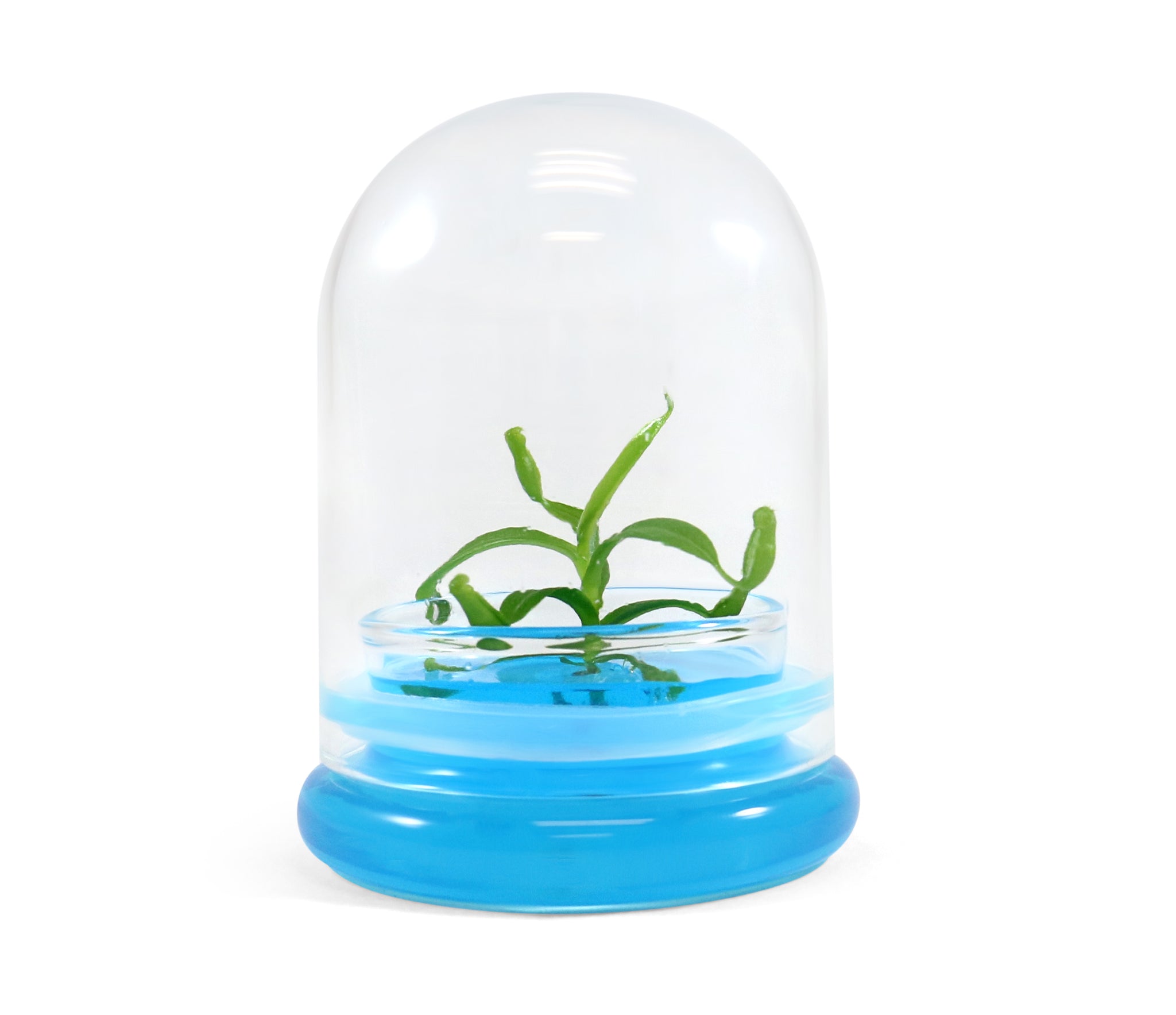 Miniature Pitcher Plant Terrarium view 6
