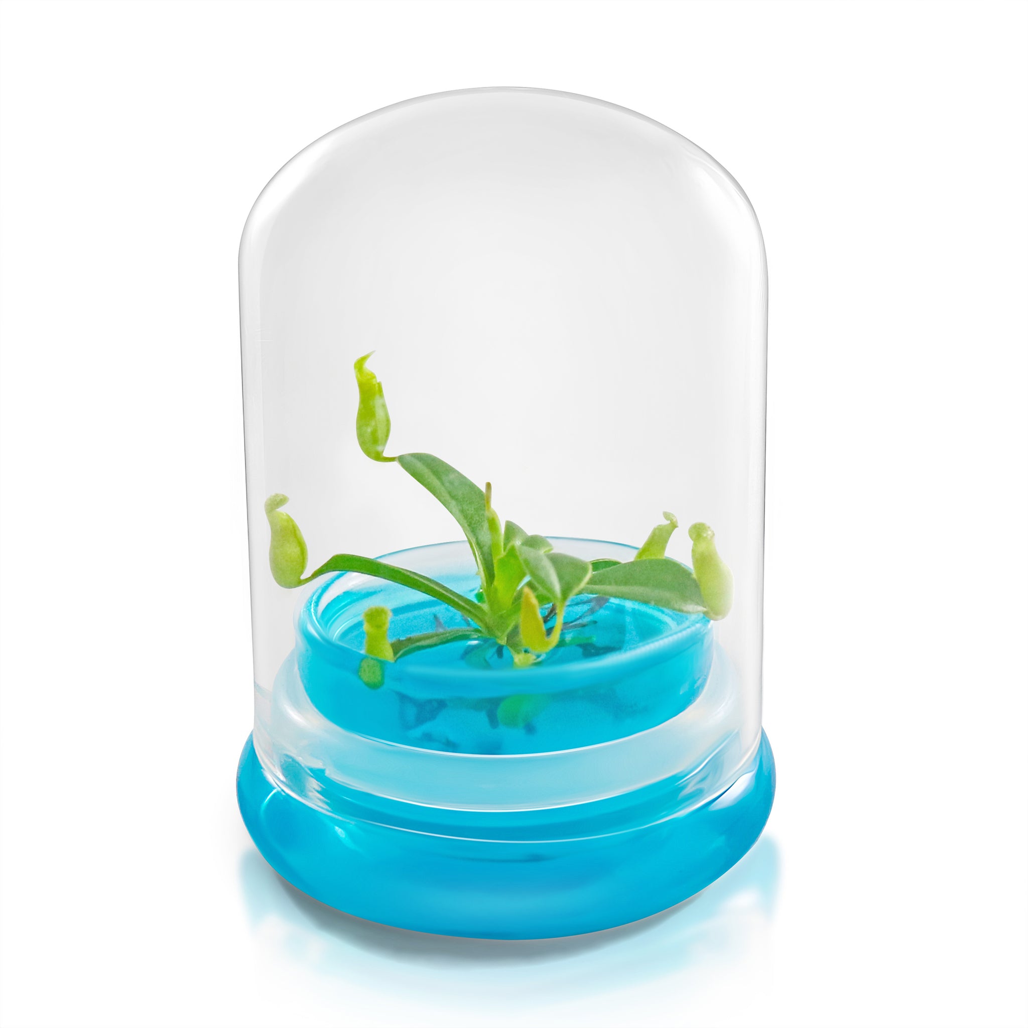 Miniature Pitcher Plant Terrarium view 7