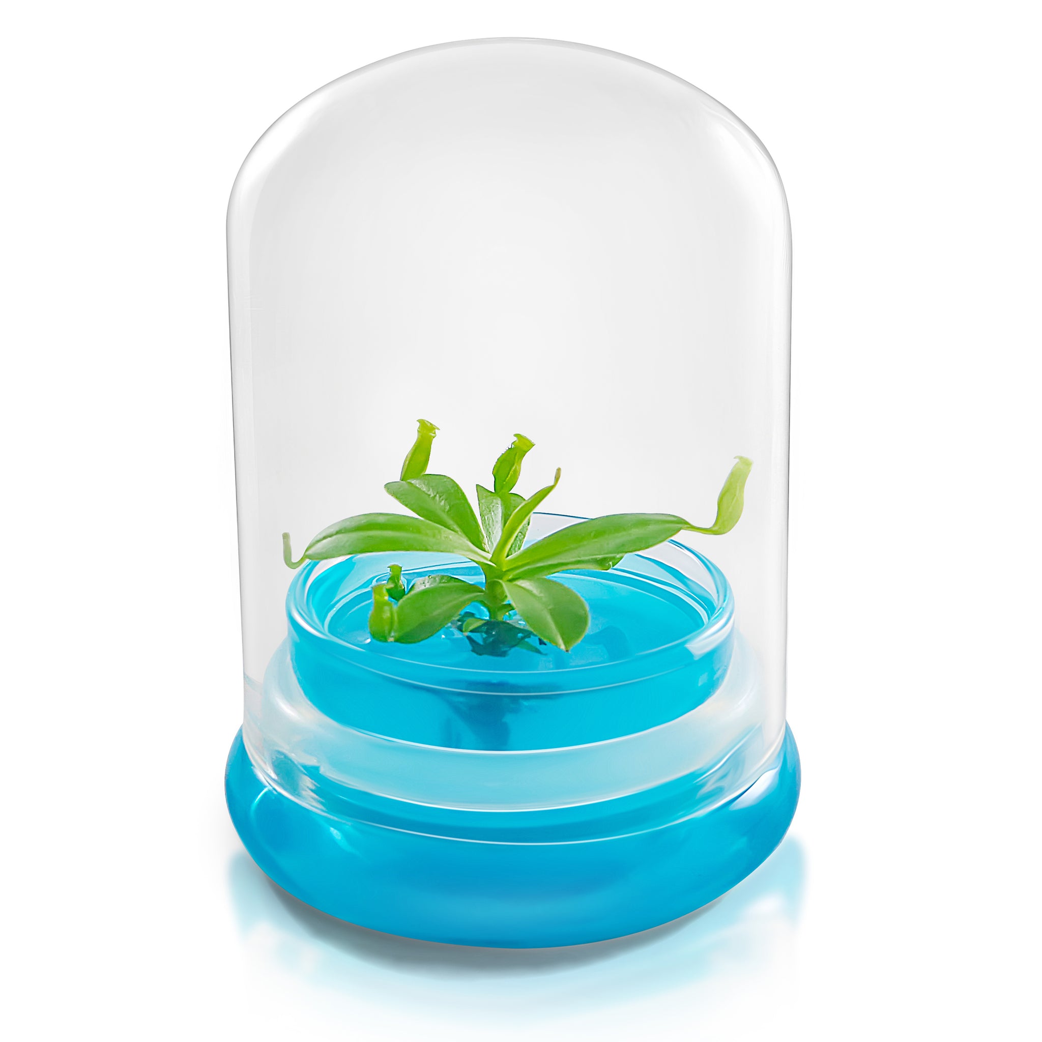 Miniature Pitcher Plant Terrarium view 8