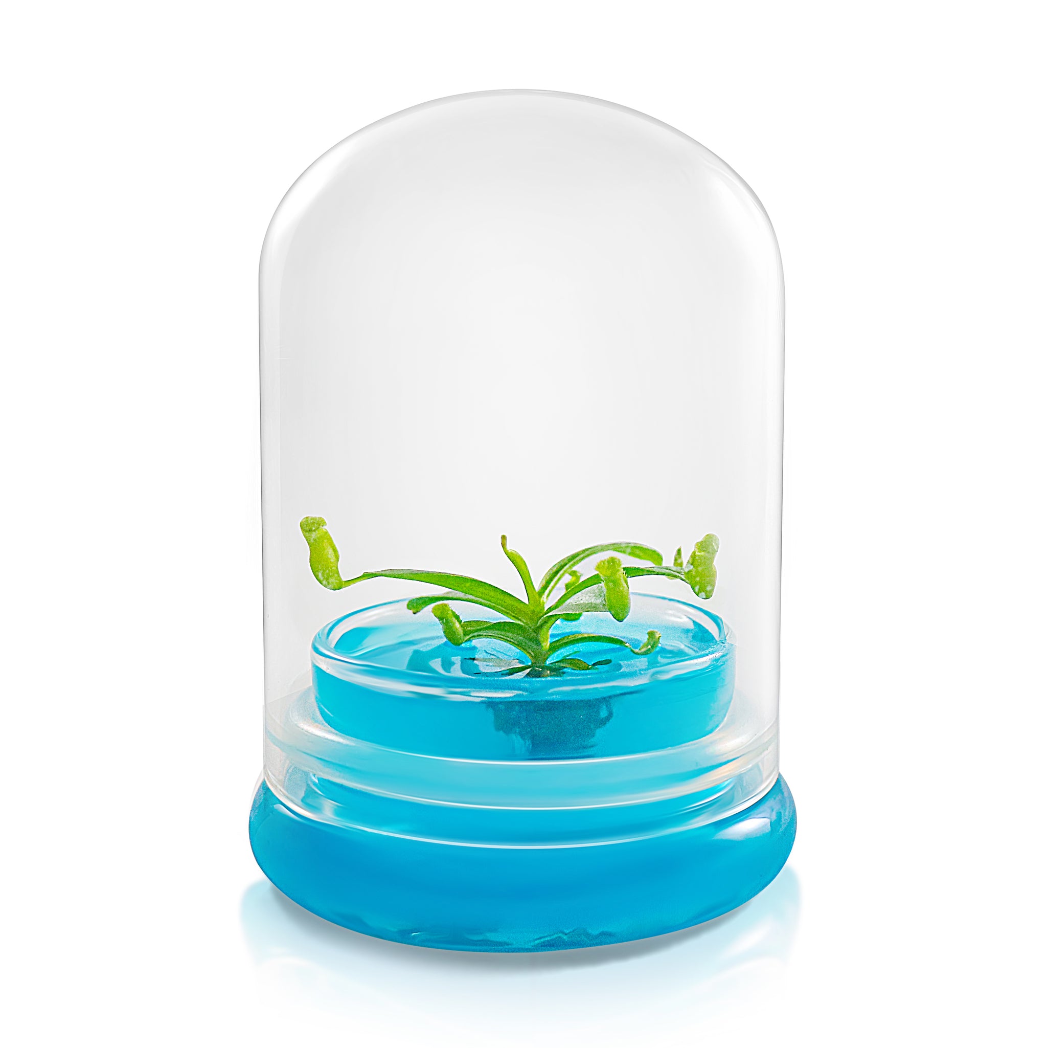 Miniature Pitcher Plant Terrarium view 9