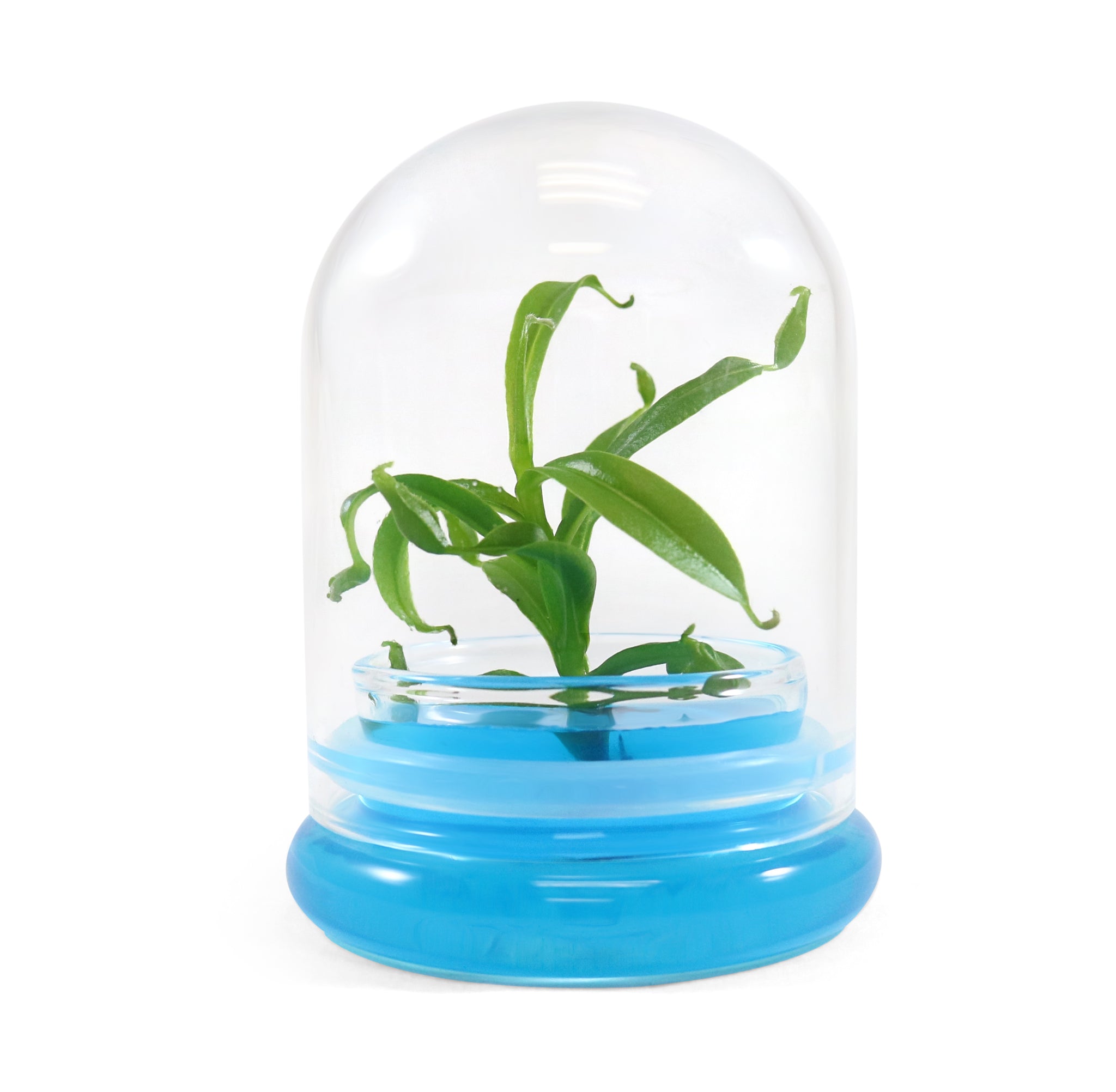Miniature Pitcher Plant Terrarium view 10