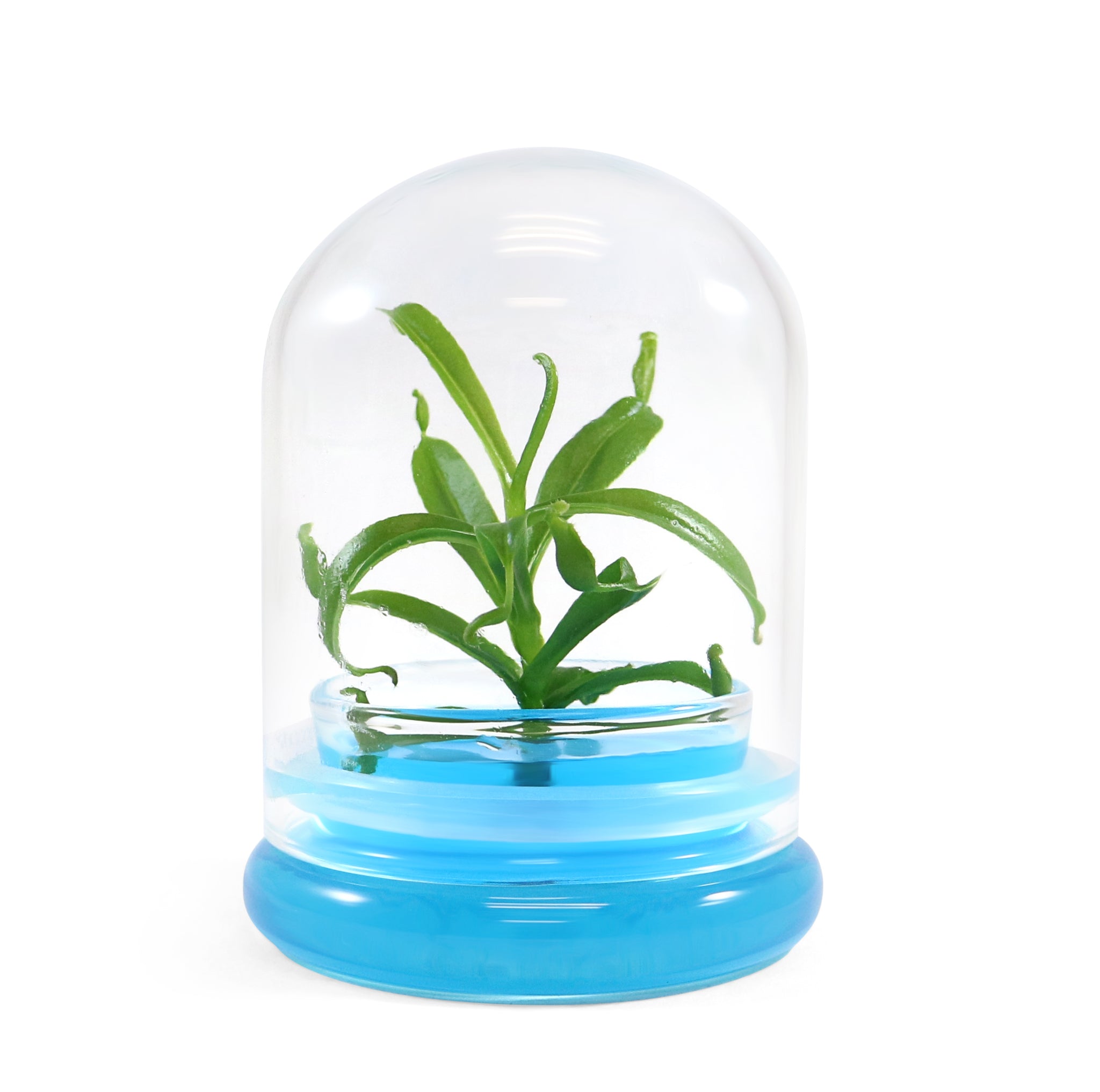 Miniature Pitcher Plant Terrarium view 11
